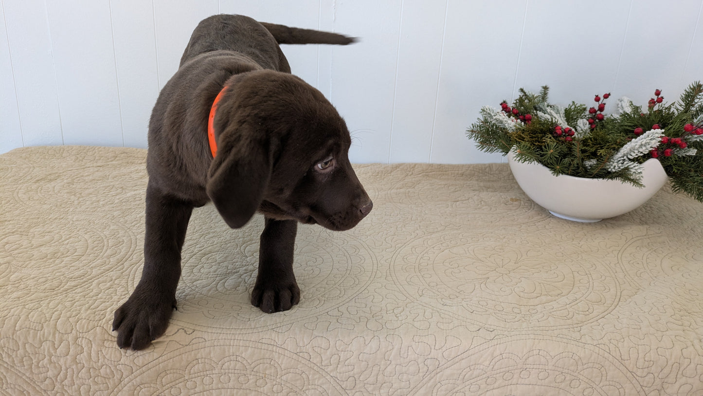 LABRADOR RETRIEVER (11/03) FEMALE
