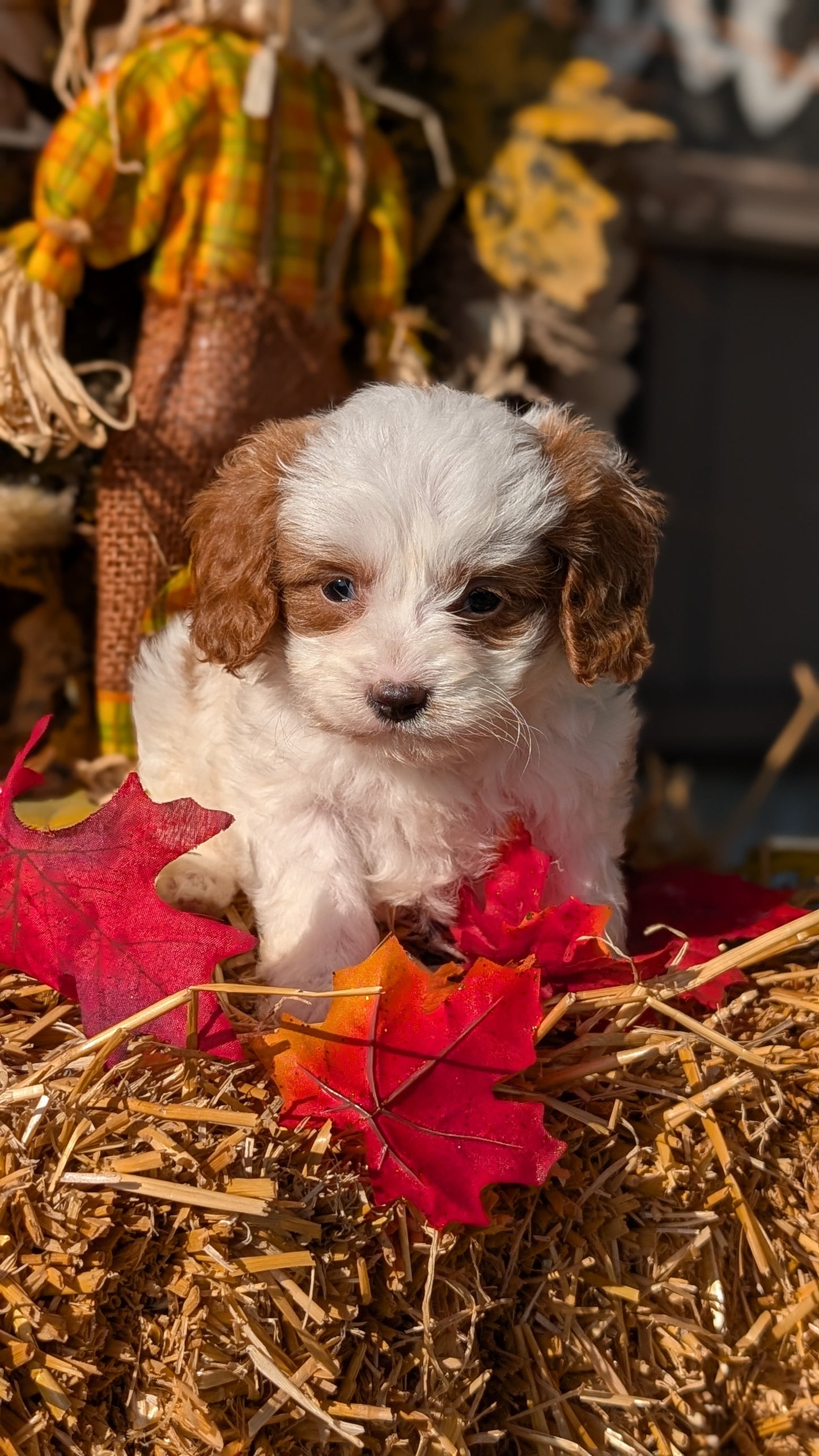 CAVAPOO (07/26) MALE