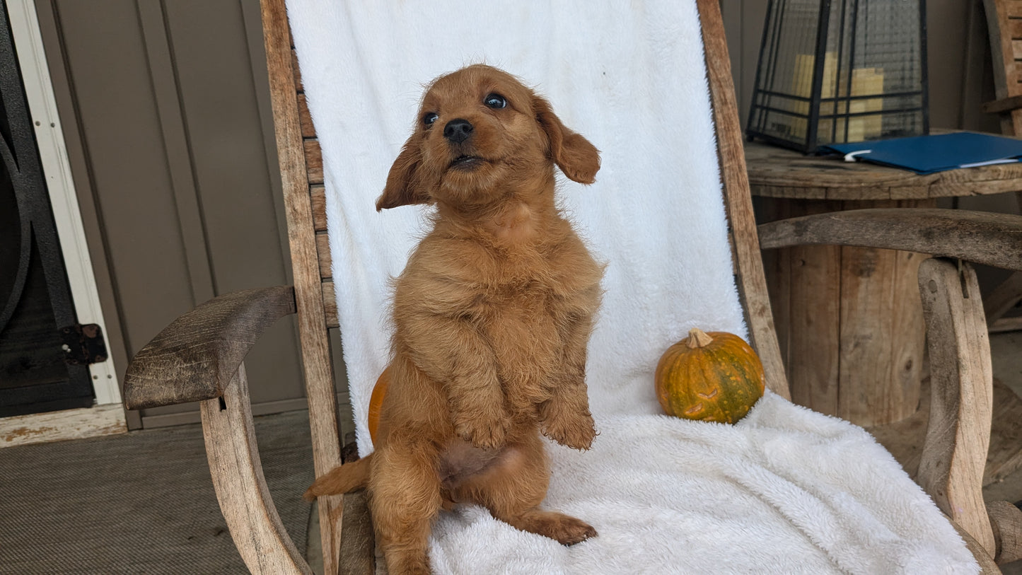 MINI GOLDENDOODLE (07/30) FEMALE