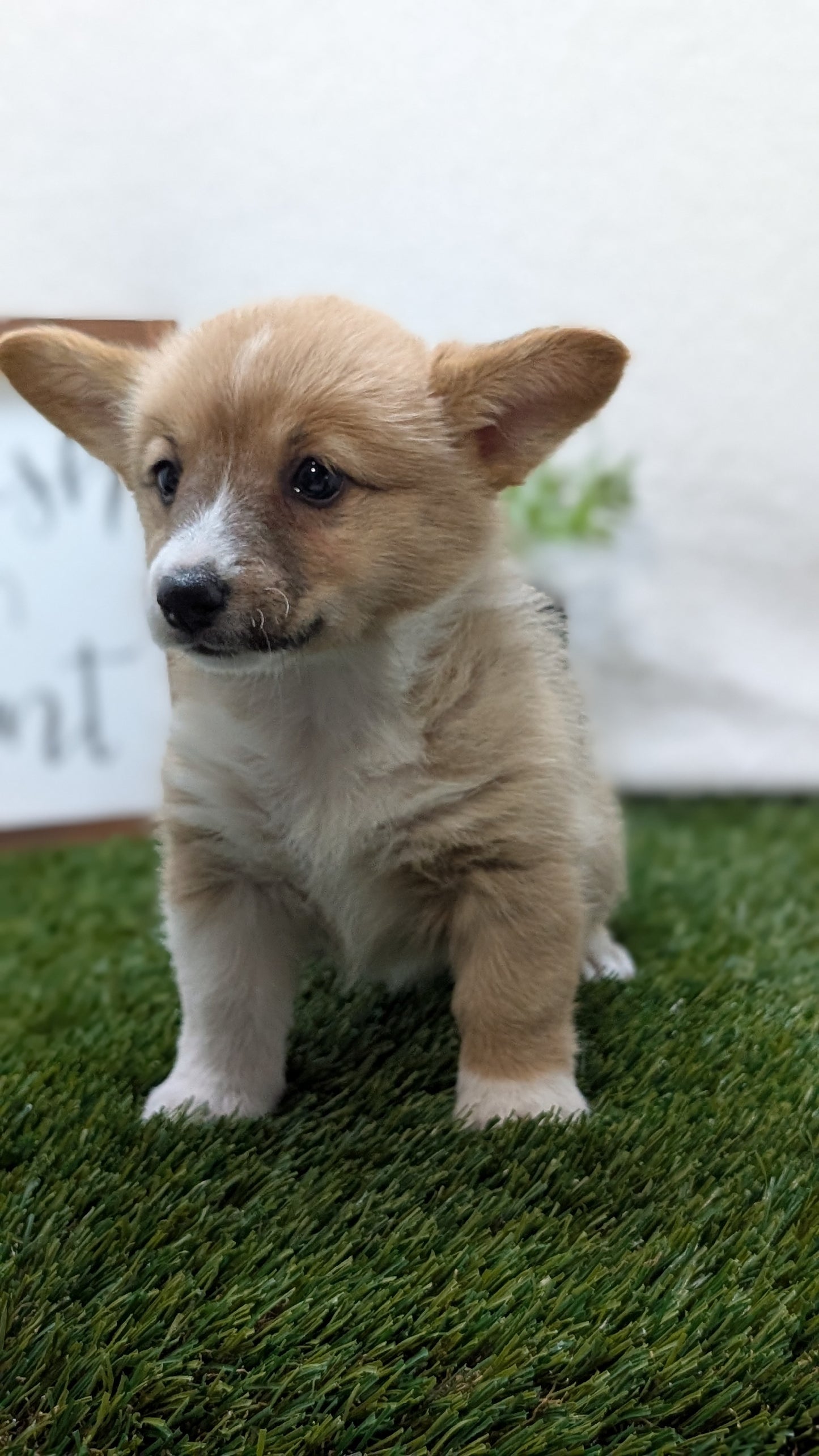 CORGI (07/10) FEMALE