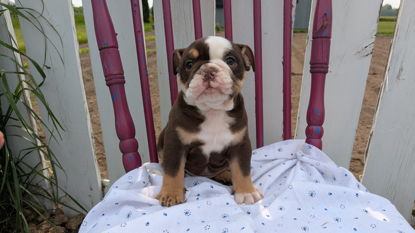 ENGLISH BULLDOG (04/18) MALE