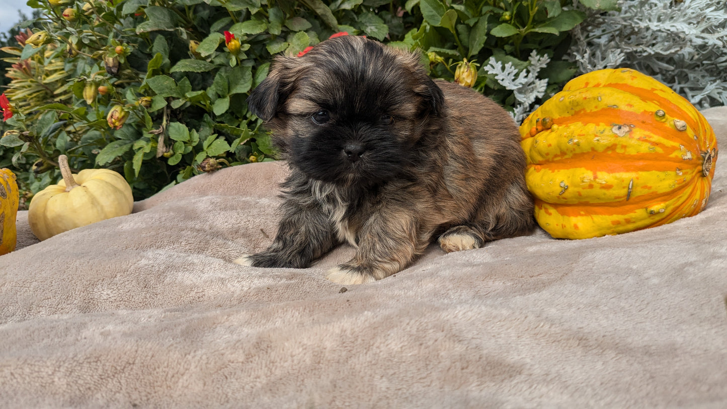 SHIH TZU (09/06) MALE
