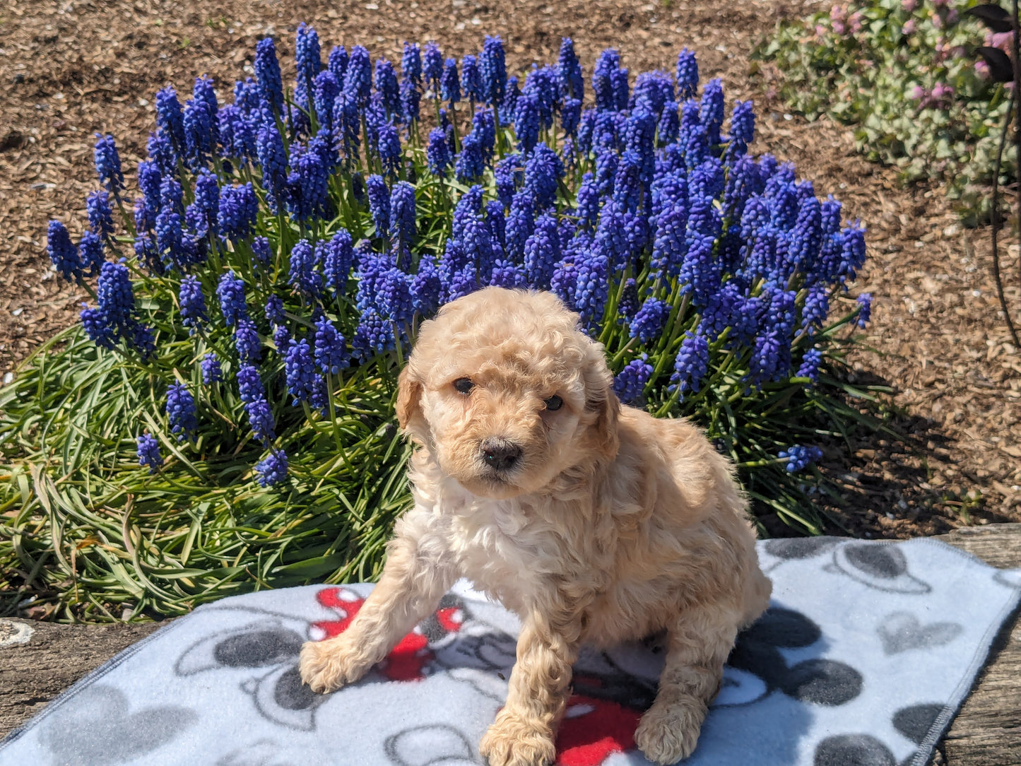 MICRO BERNEDOODLES (03/18) FEMALE