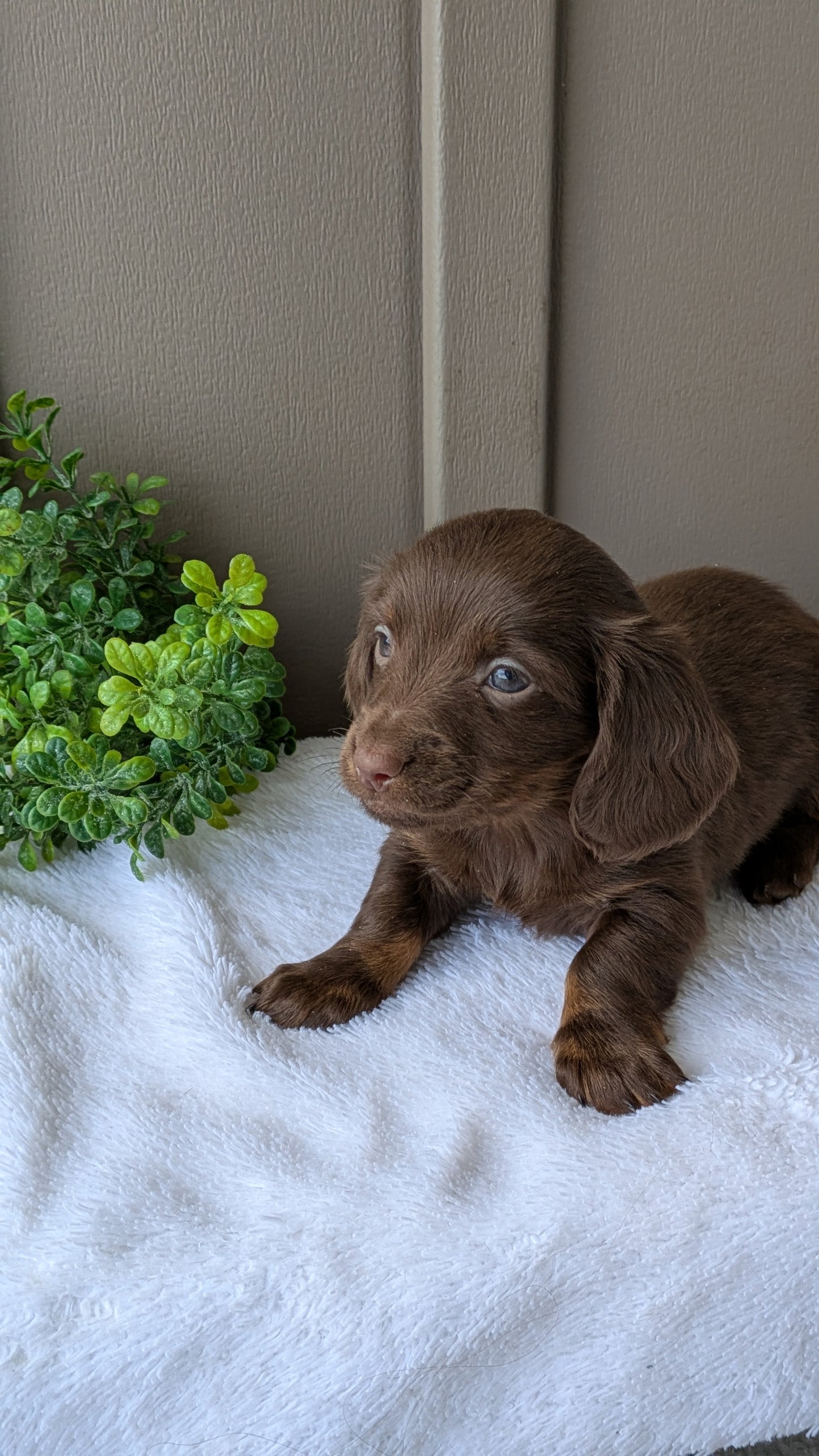 MINI DACHSHUND (02/21) MALE