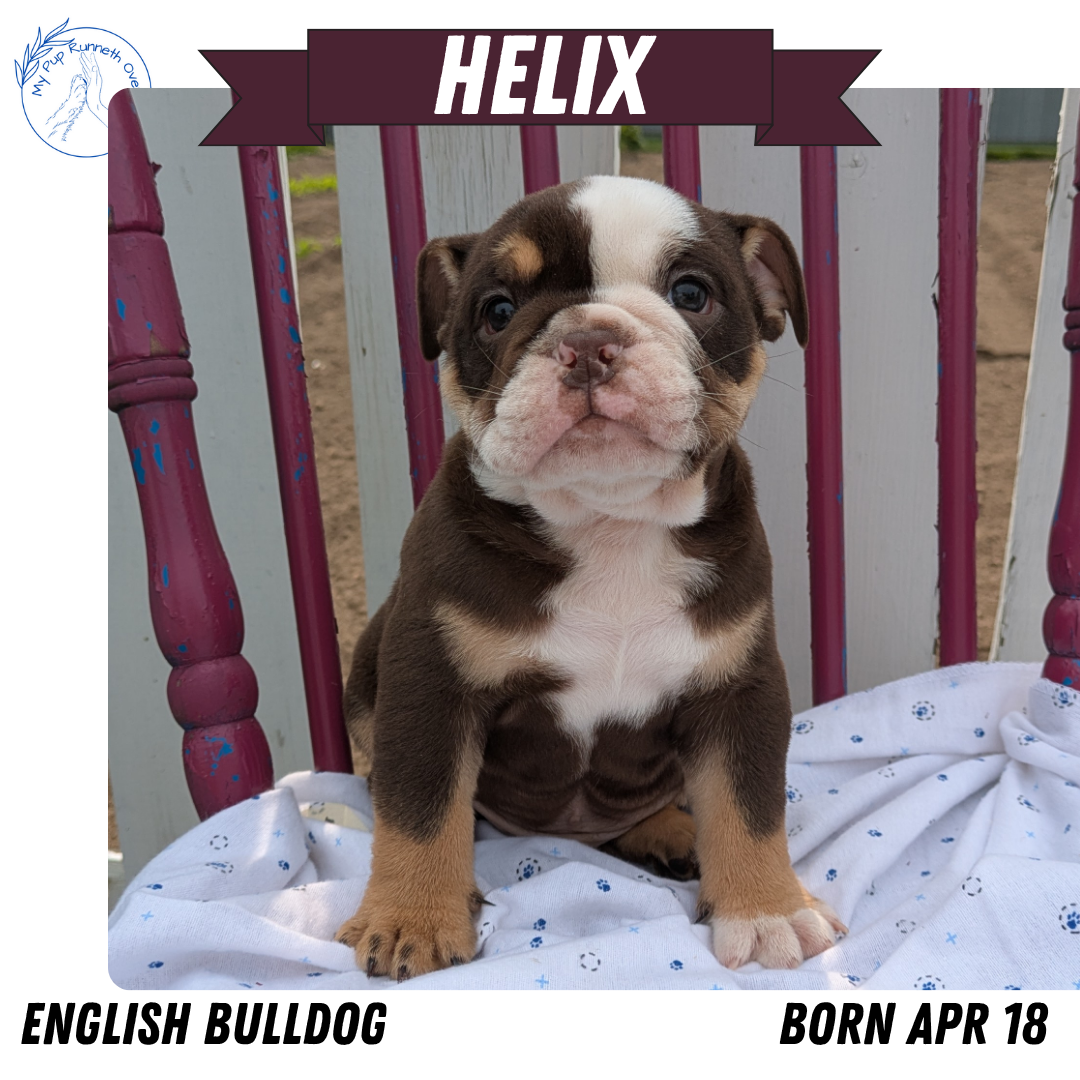 ENGLISH BULLDOG (04/18) MALE
