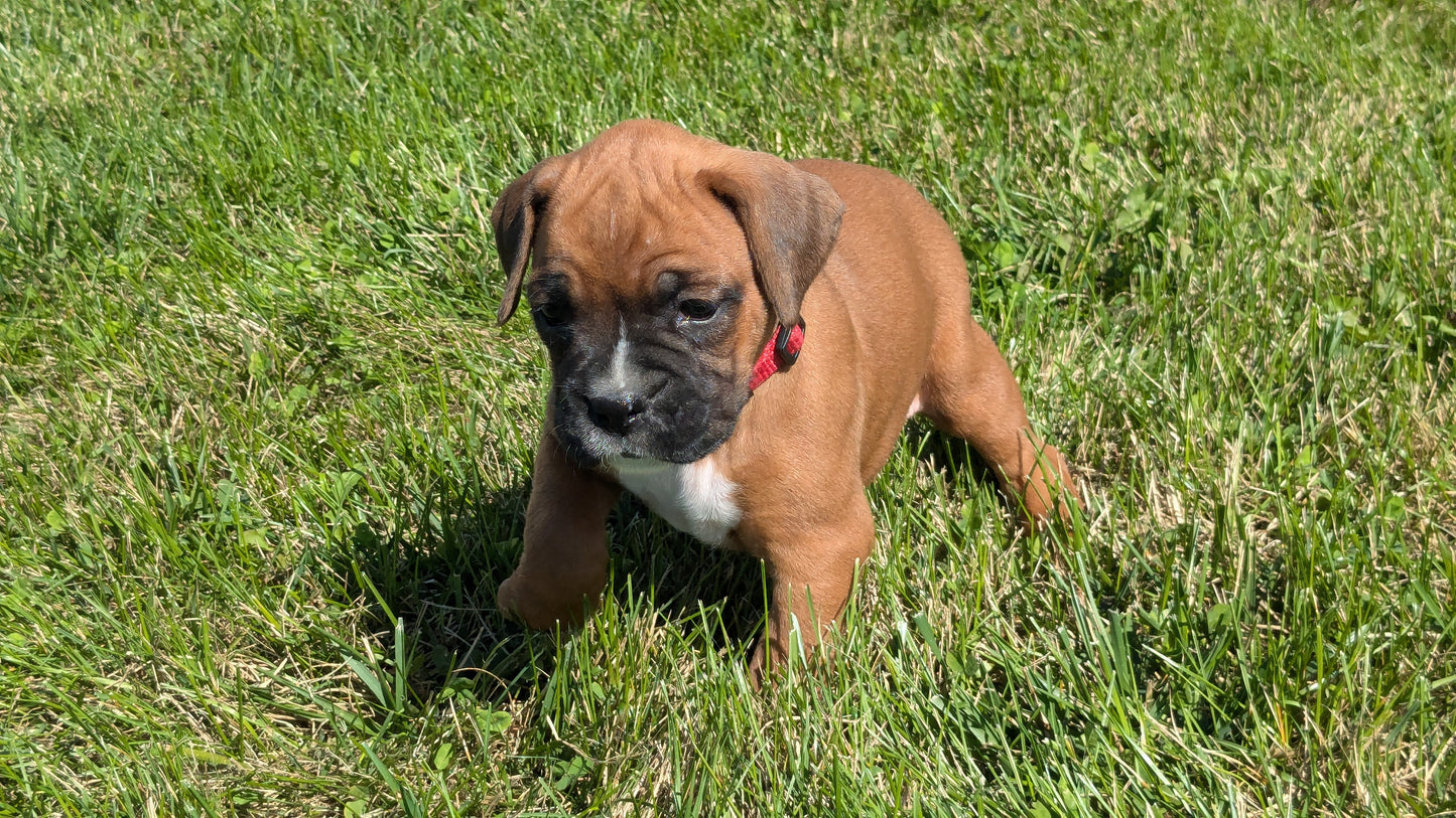 BOXER (08/27) FEMALE