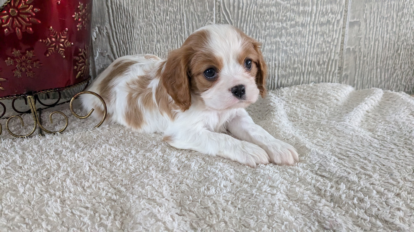 CAVALIER (09/12) MALE