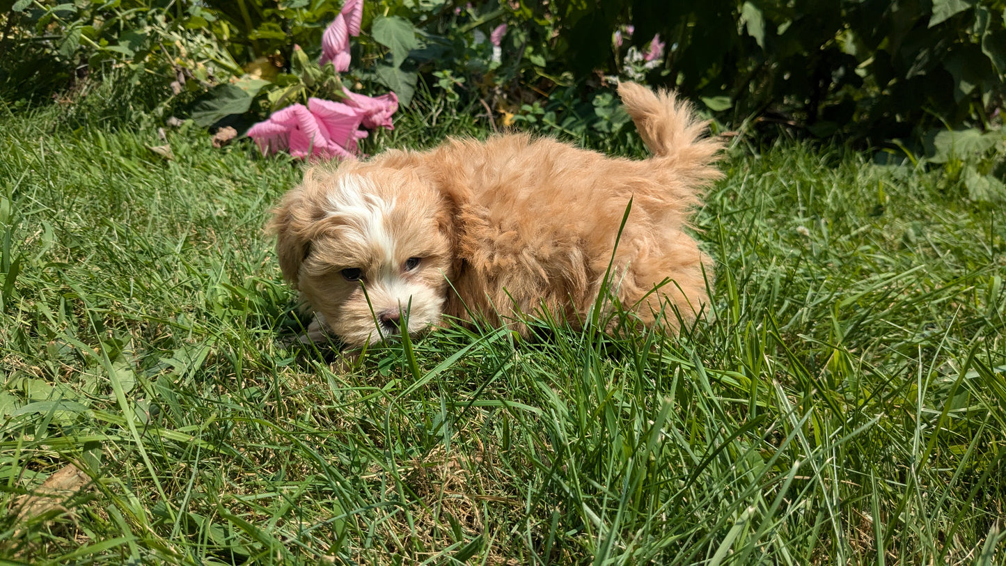 SHIH-POO (06/28) MALE