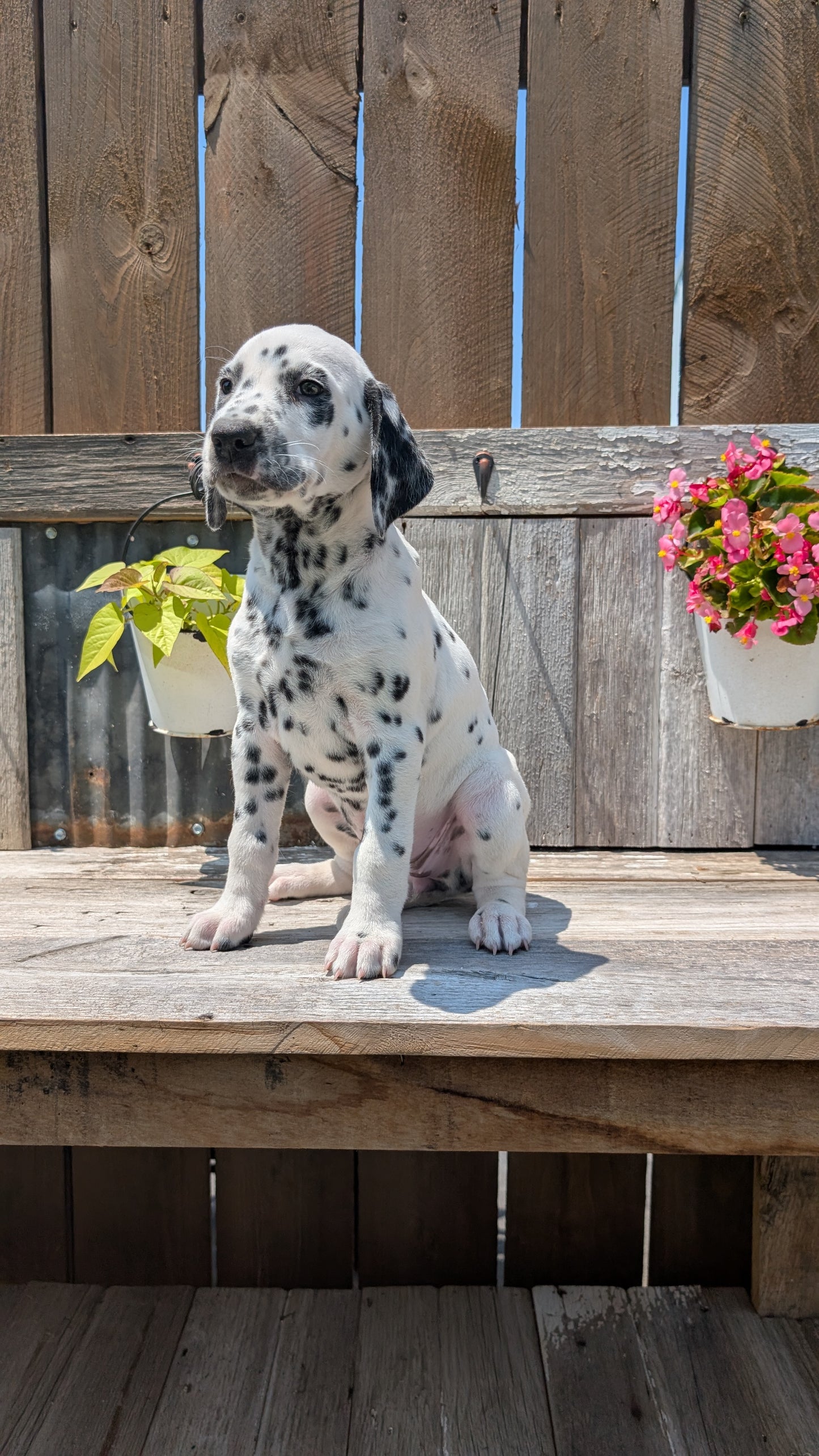 DALMATIAN (06/09) FEMALE