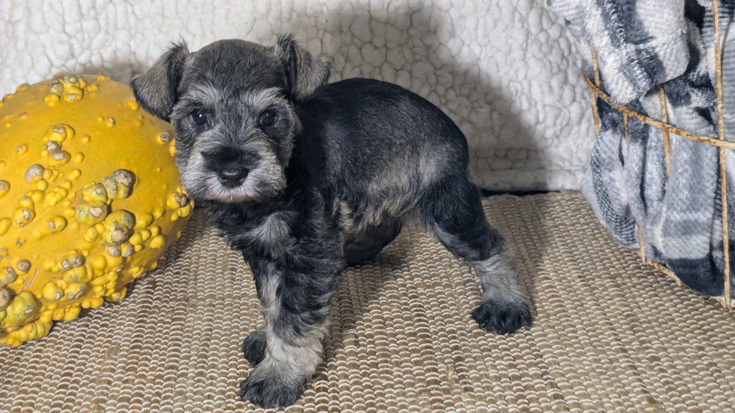 MINI SCHNAUZER (09/22) FEMALE