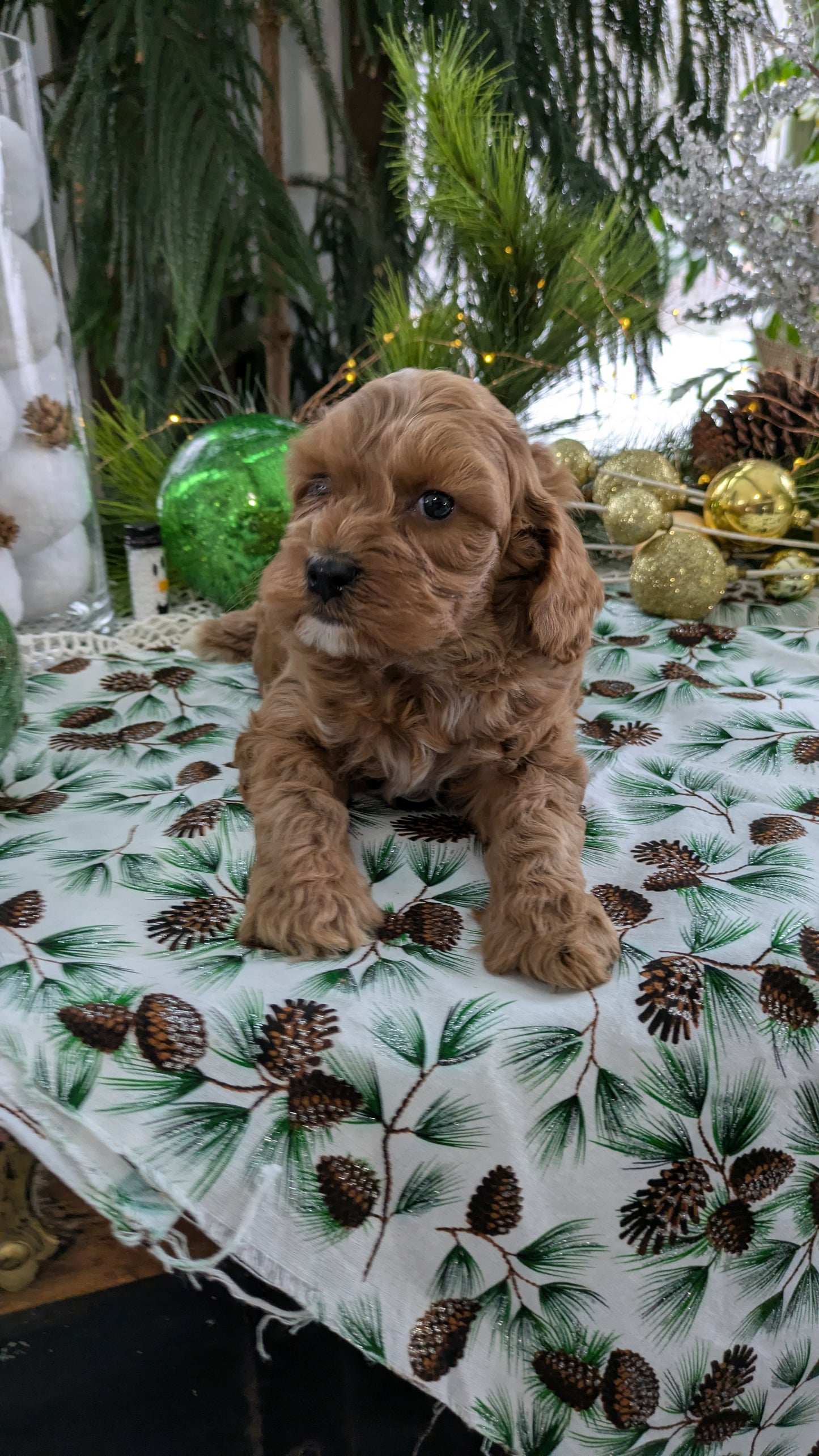 COCKAPOO (10/14) MALE