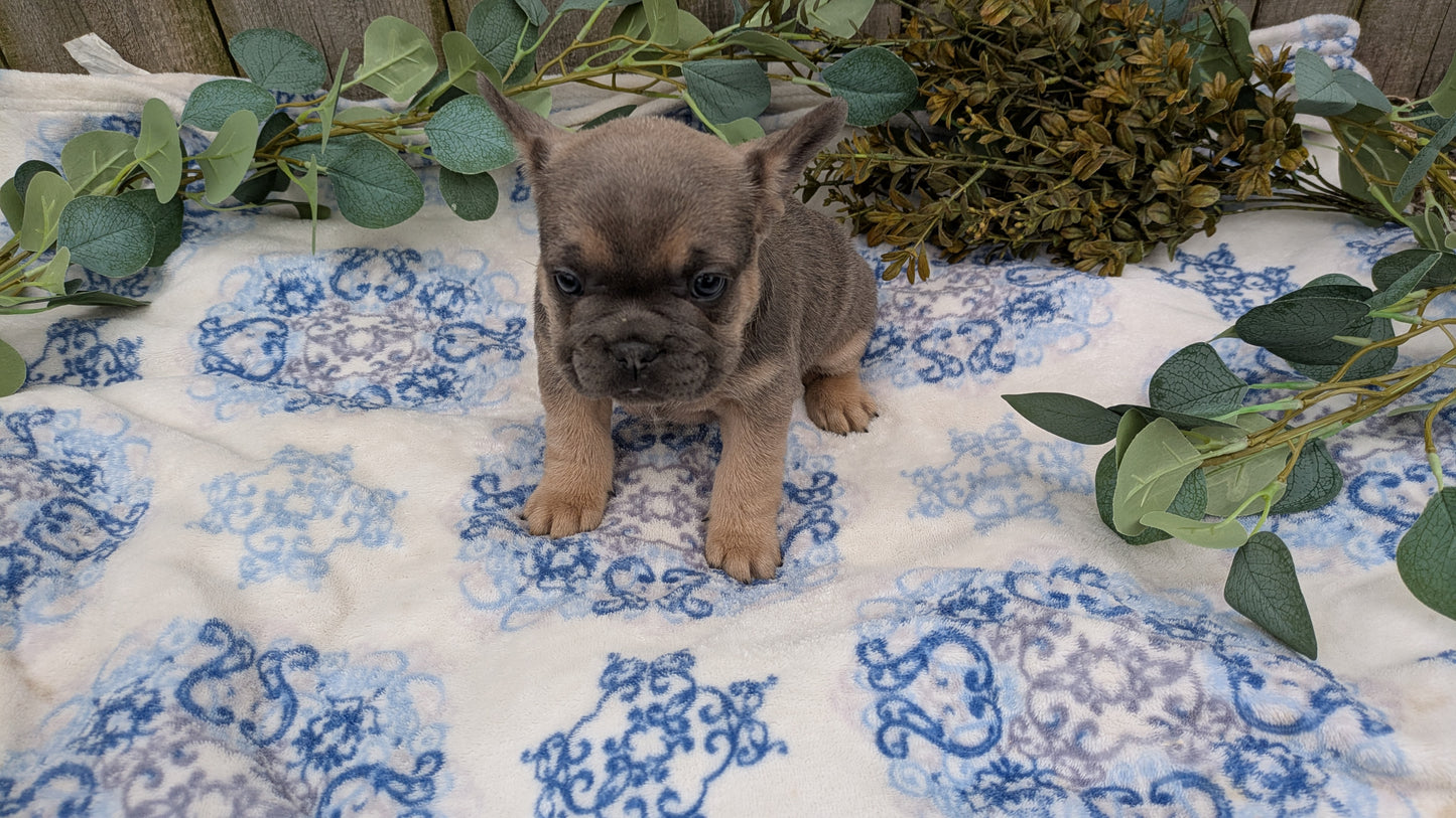 FRENCH BULLDOG (03/04) FEMALE