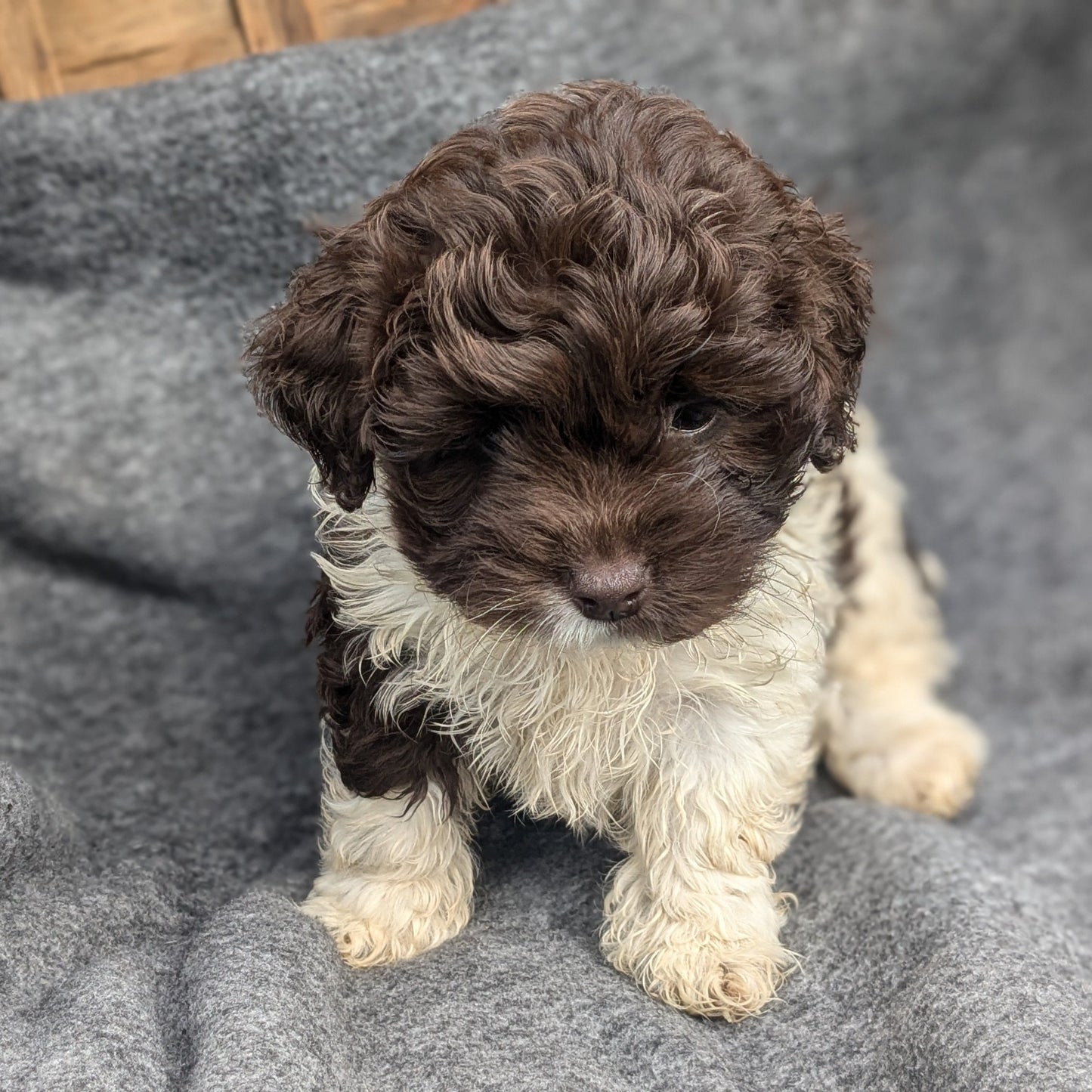 COCKAPOO (09/13) FEMALE