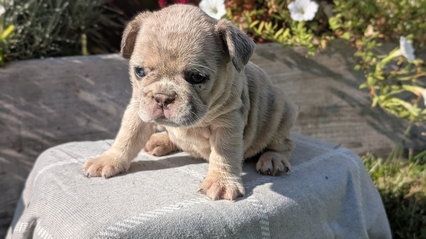 FRENCH BULLDOG (07/03) FEMALE