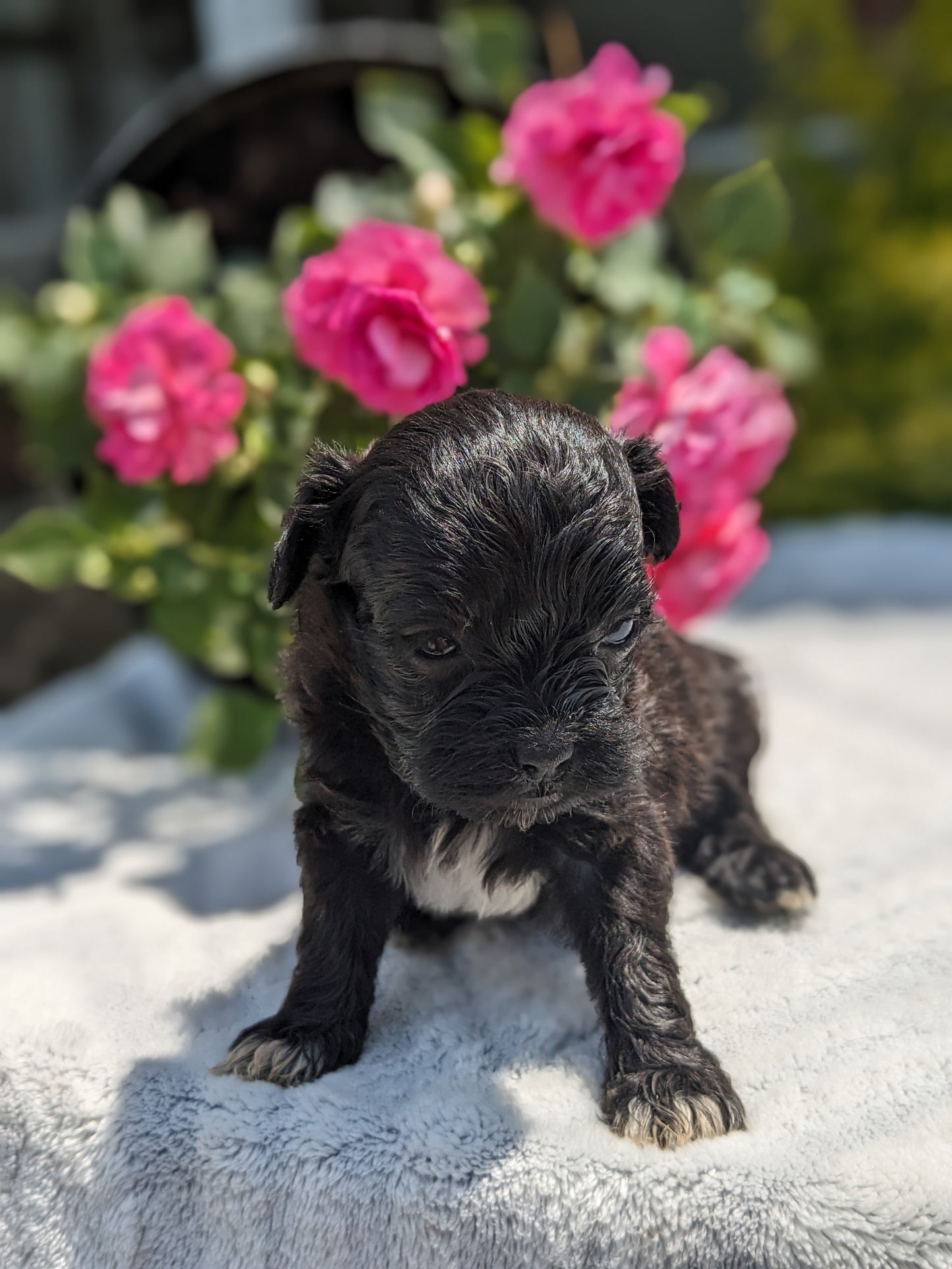 SHIH-POO (04/22) MALE