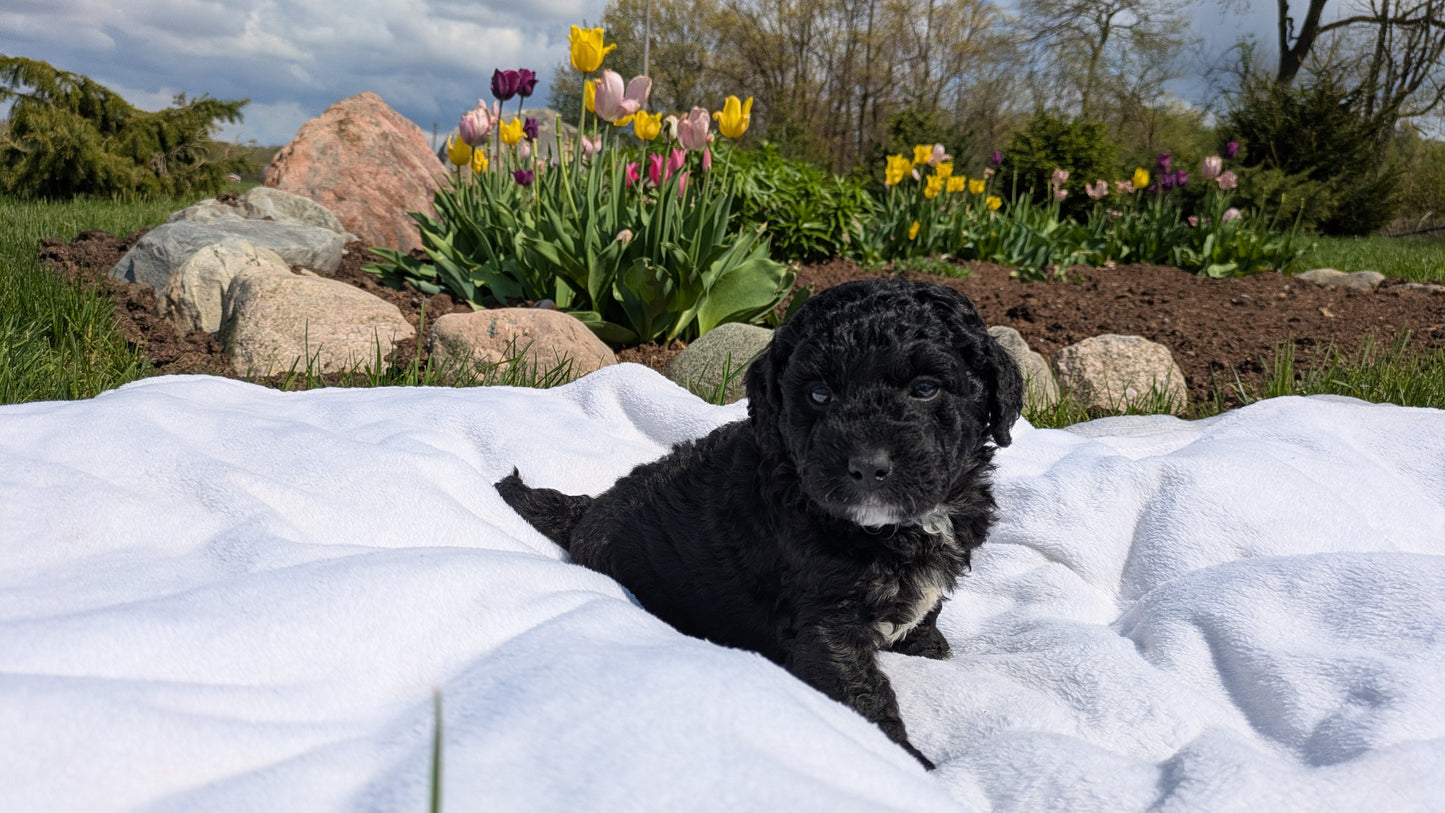 MINI BERNEDOODLE (03/30) MALE
