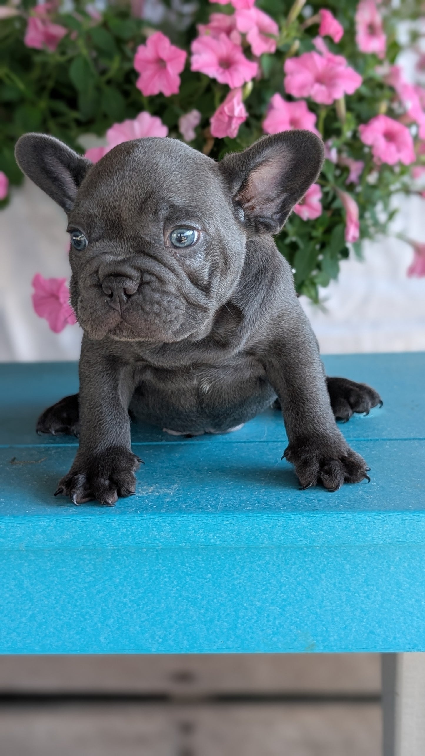FRENCH BULLDOG (06/30) MALE