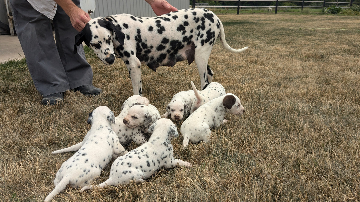 DALMATIAN (05/26) FEMALE