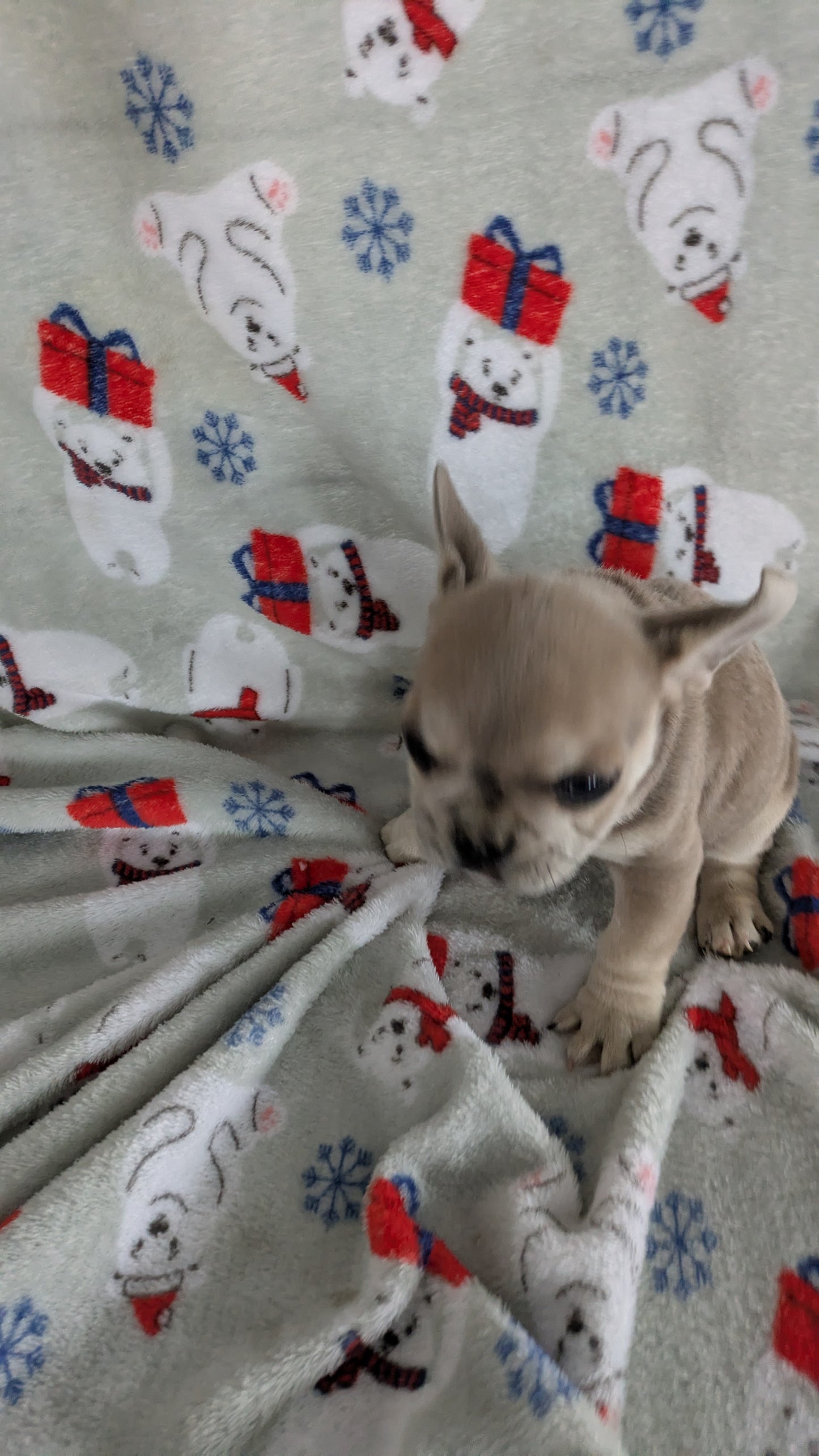 FRENCH BULLDOG (11/01) MALE