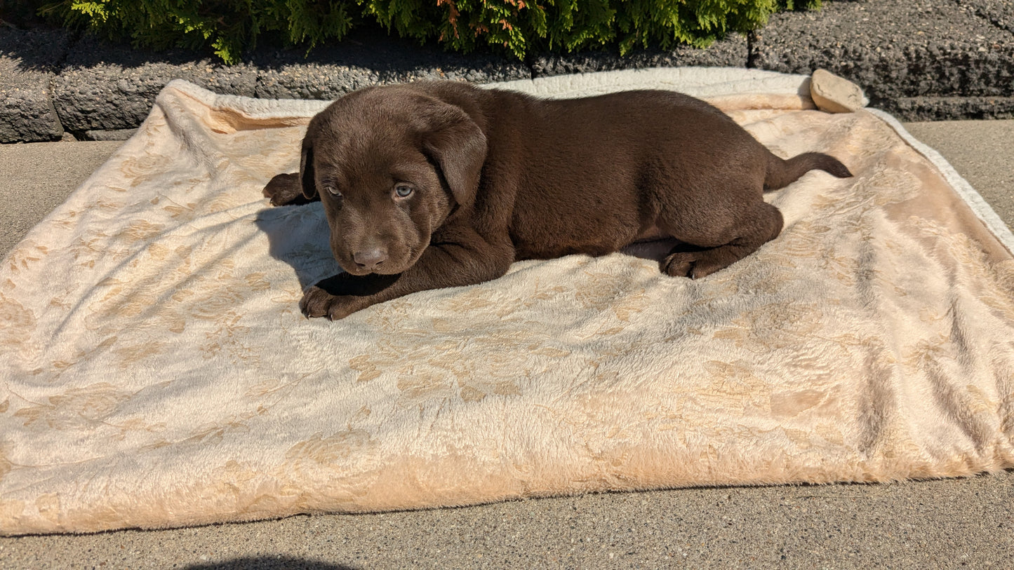 LABRADOR RETRIEVER (08/05) MALE