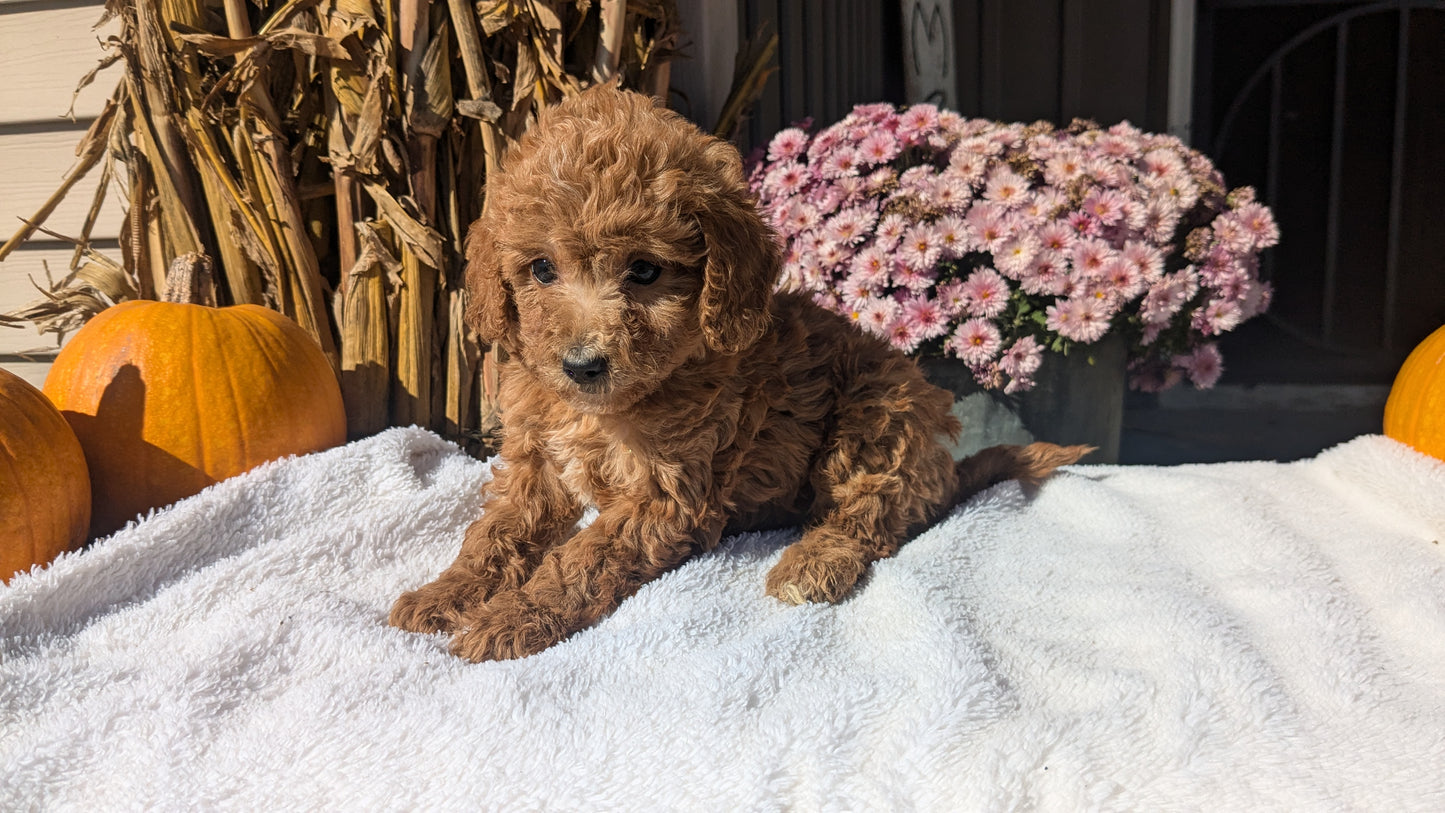 MINI POODLE (08/20) FEMALE