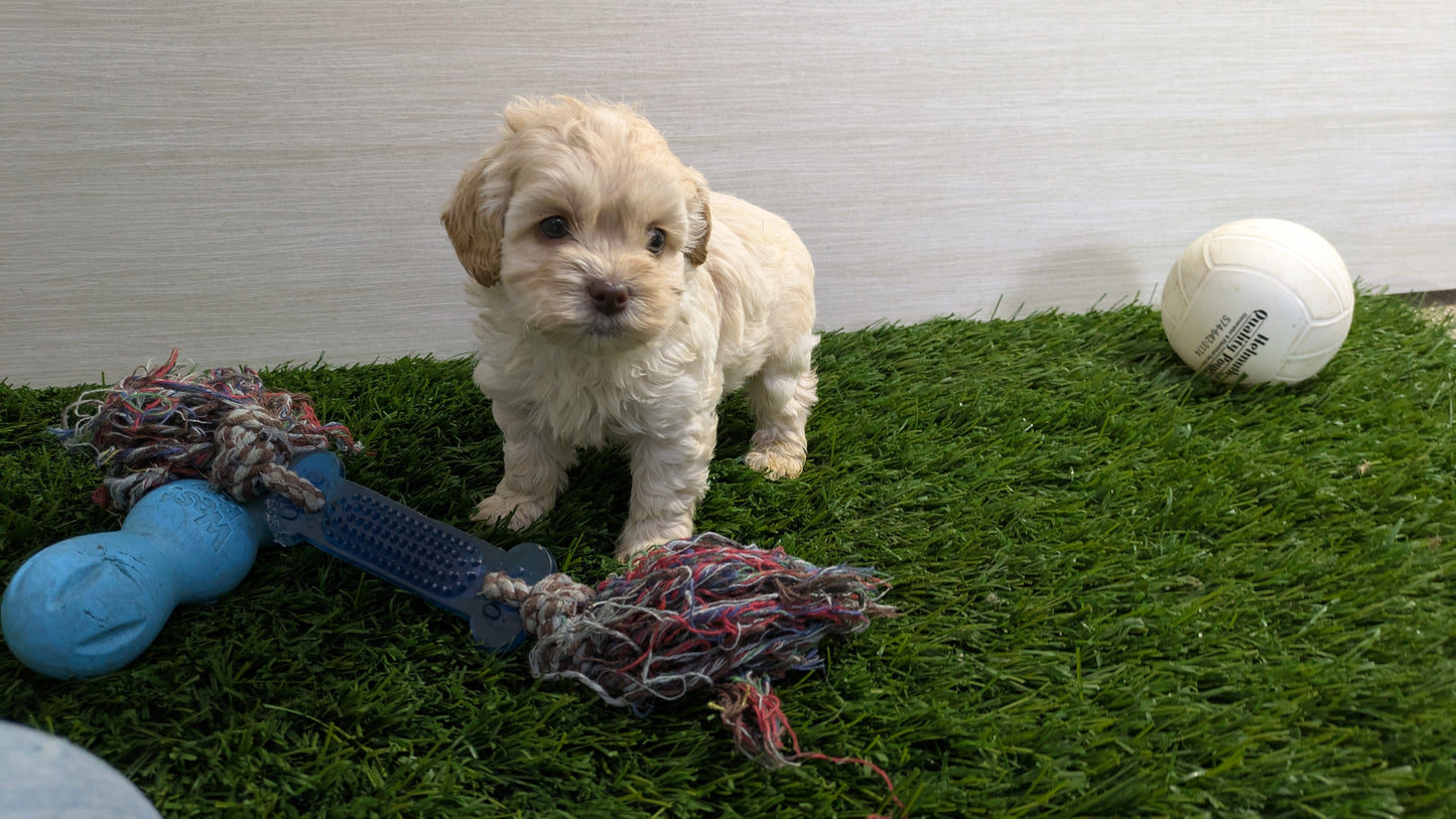 COCKAPOO (01/01) MALE