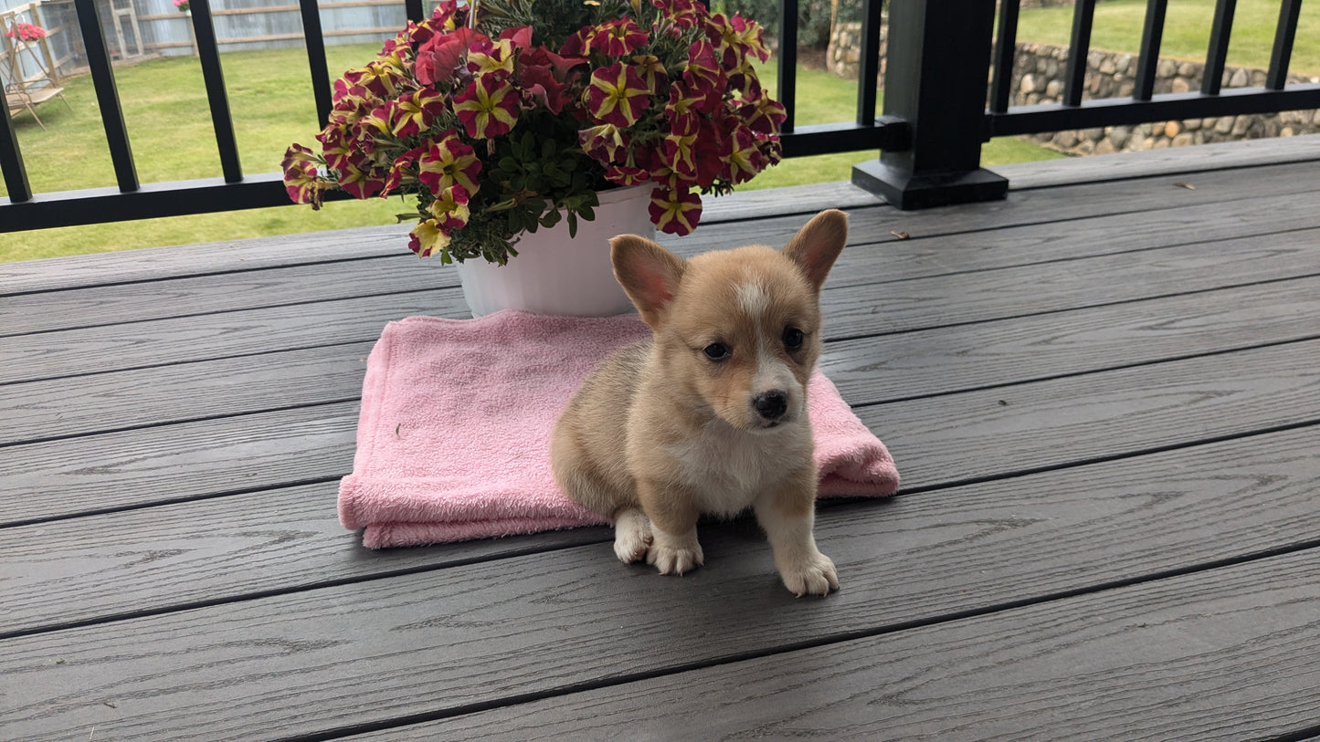 CORGI (06/02) FEMALE