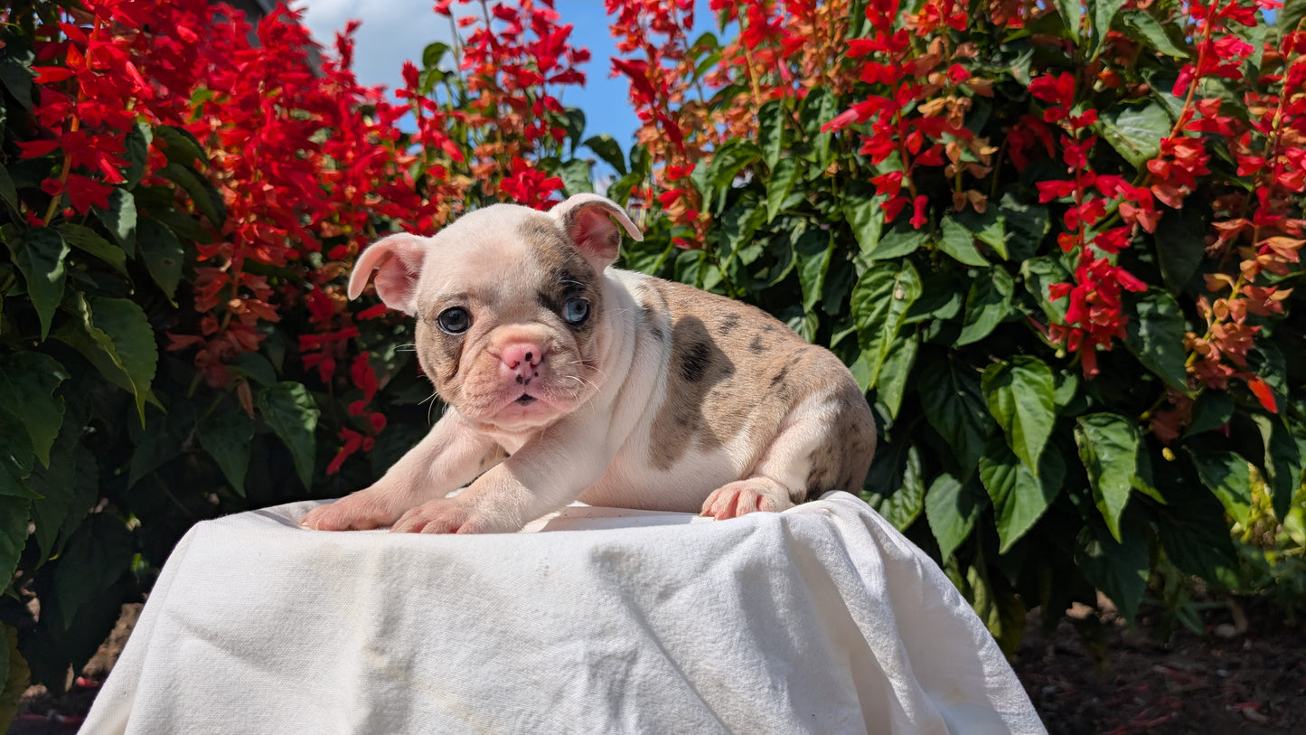 FRENCHTON (06/25) FEMALE