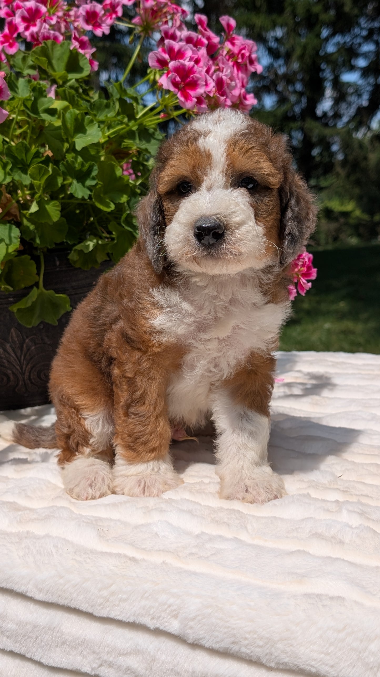 MINI BERNEDOODLE (06/11) MALE