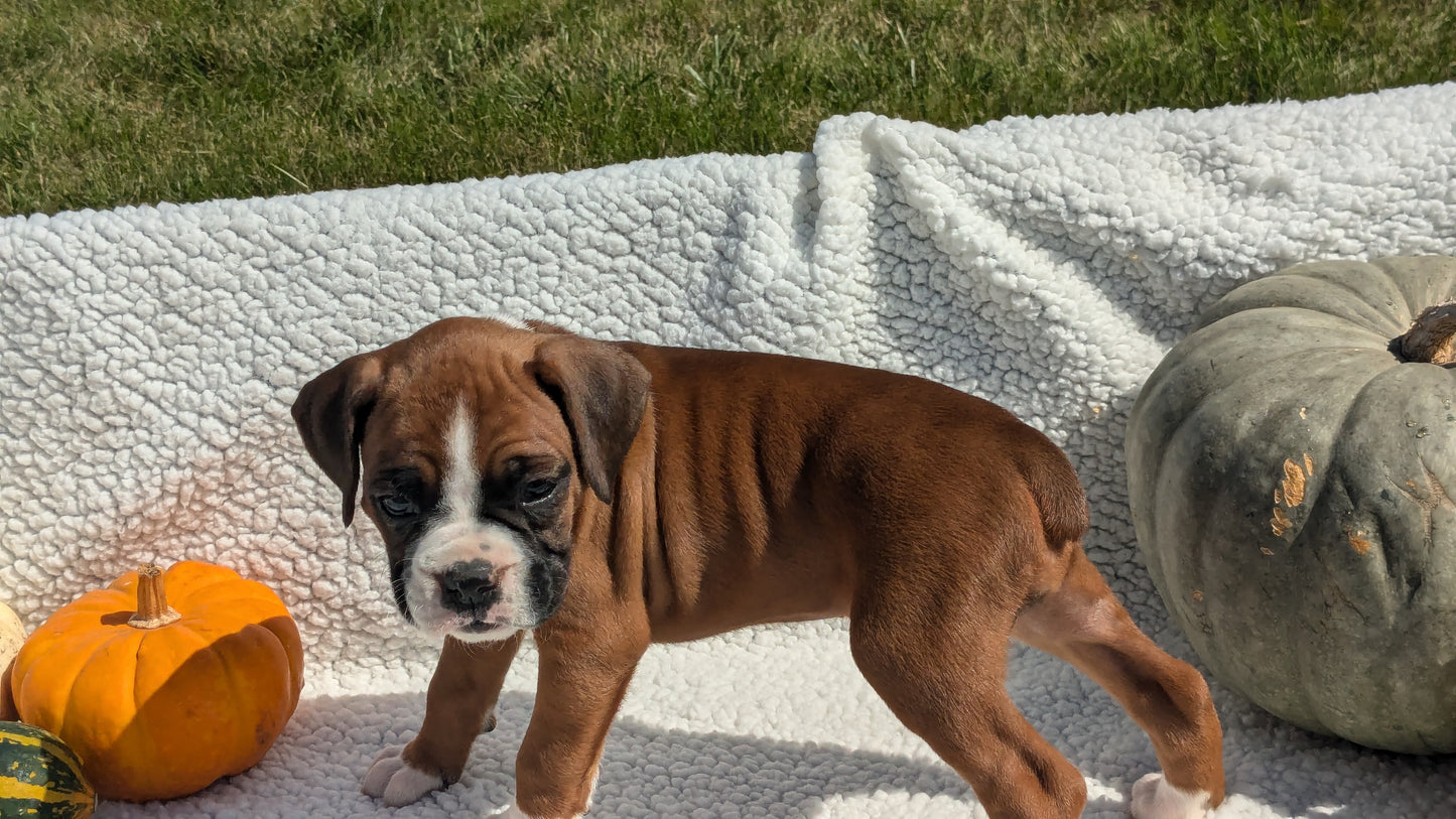 BOXER (08/27) FEMALE