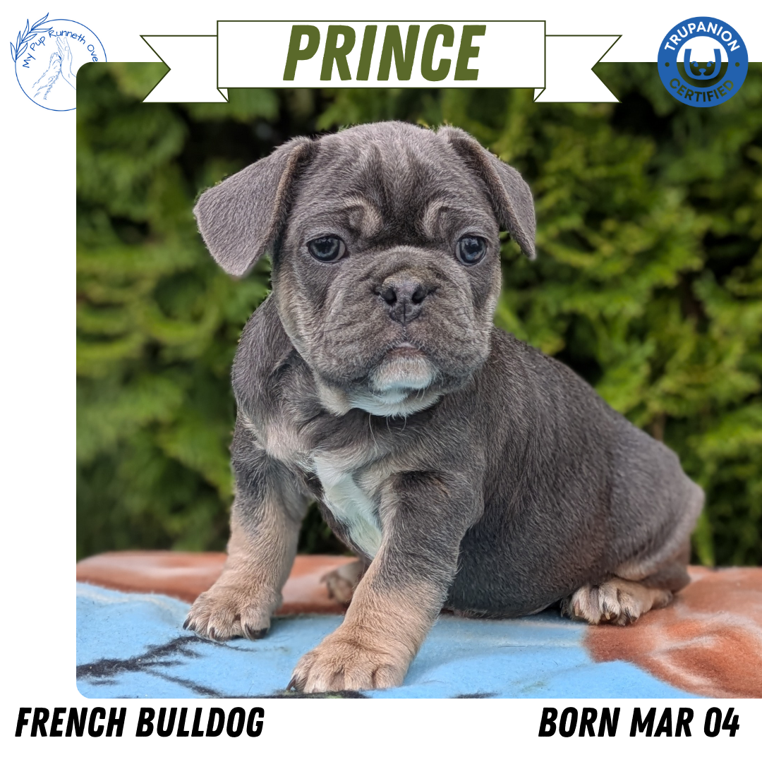 FRENCH BULLDOG (03/04) MALE