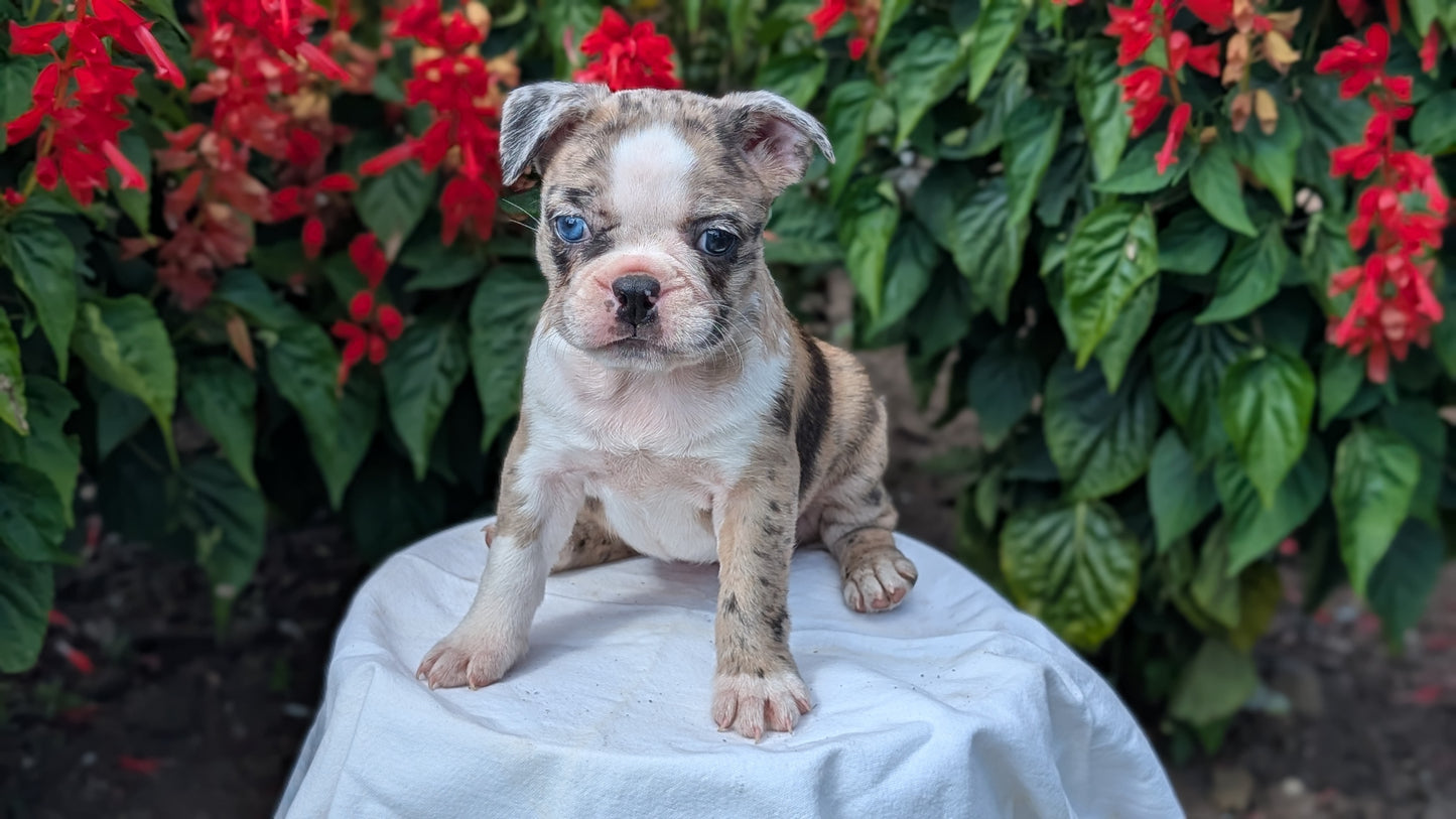 FRENCHTON (06/25) FEMALE