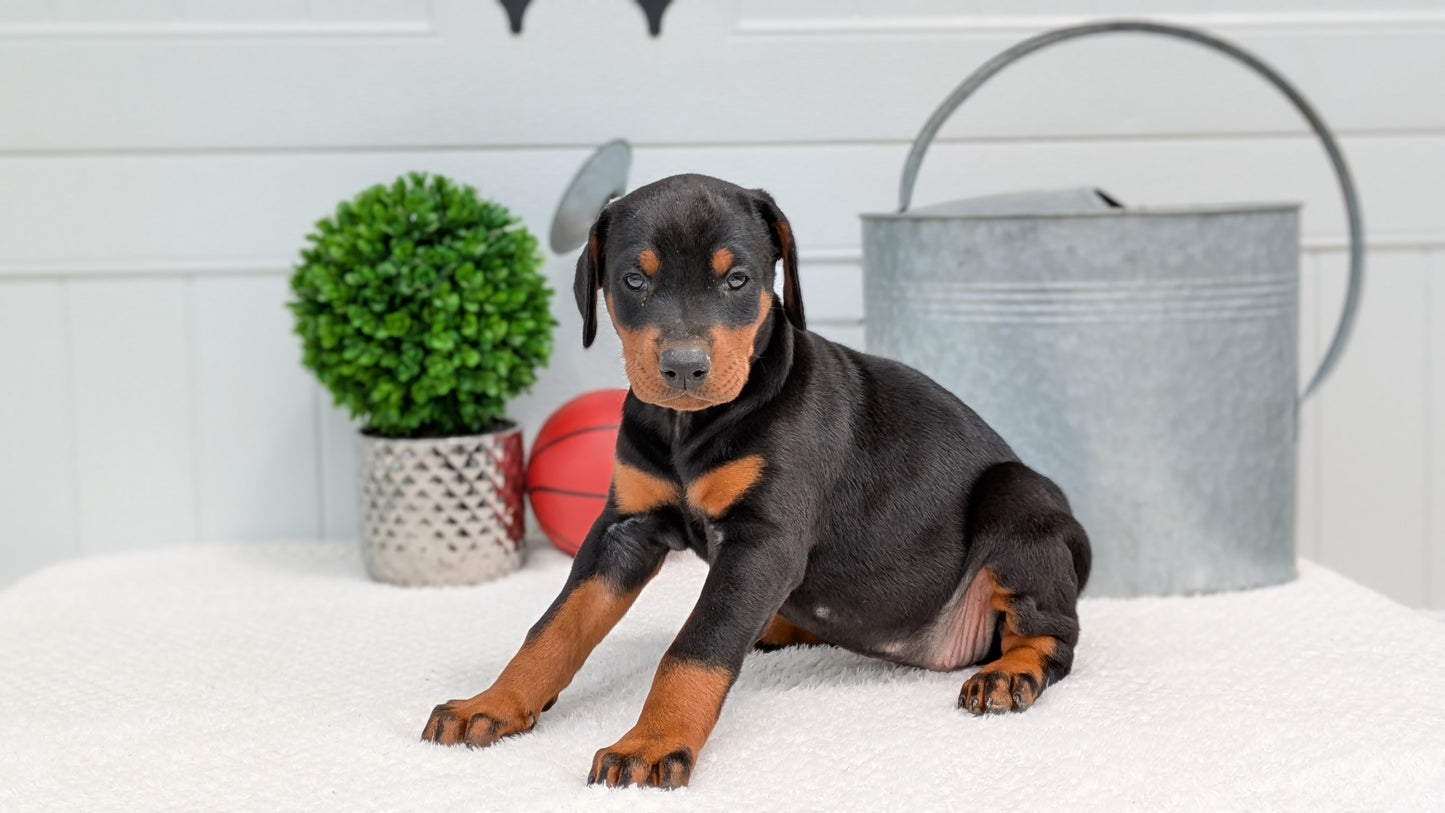 DOBERMAN PINSCHER (03/22) FEMALE