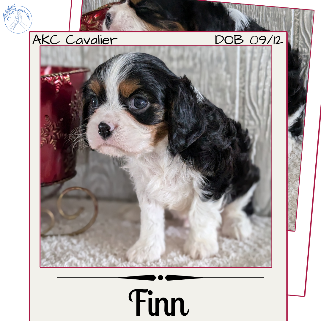 CAVALIER (09/12) MALE