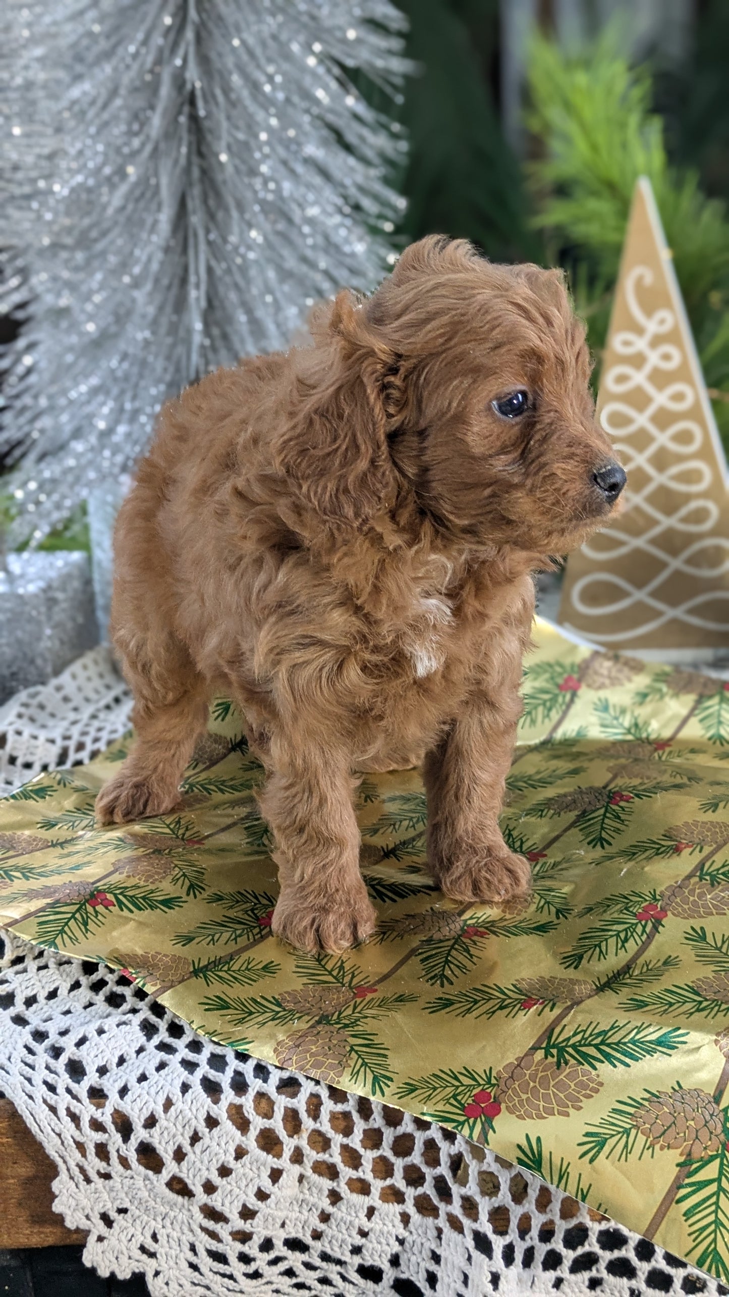 CAVAPOO (10/10) MALE