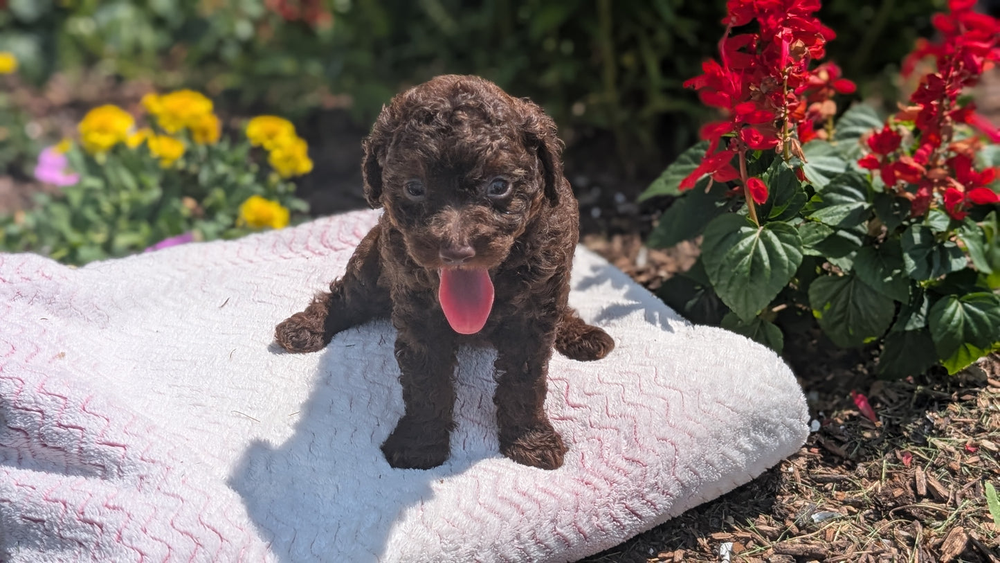 TOY POODLE (06/23) FEMALE