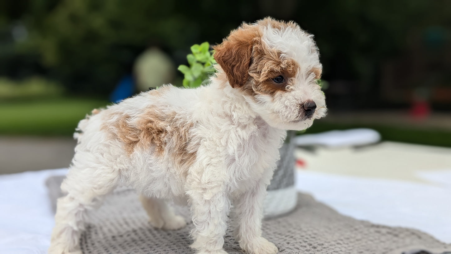 MINI GOLDENDOODLE (06/09) FEMALE
