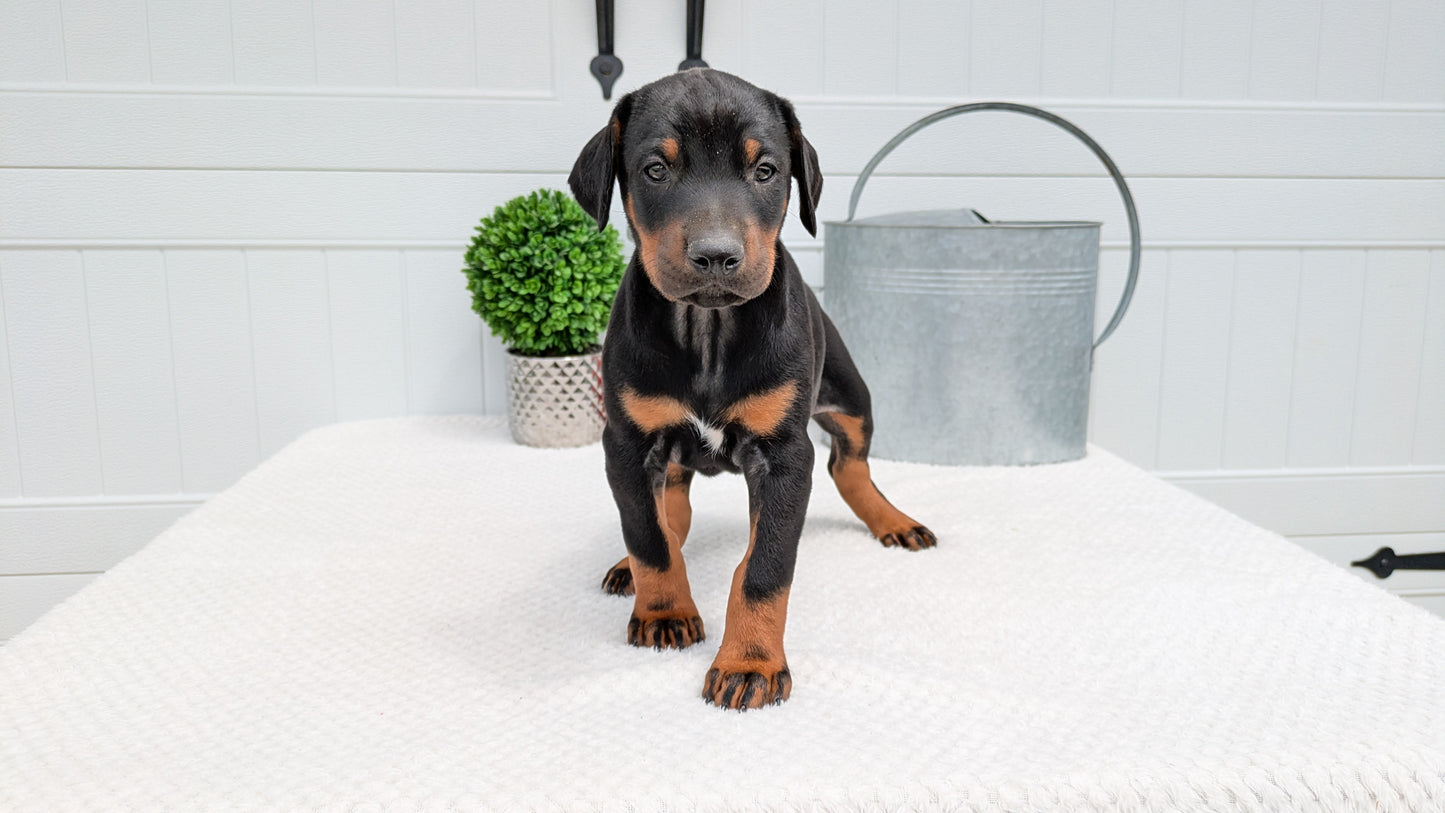 DOBERMAN PINSCHER (03/22) MALE