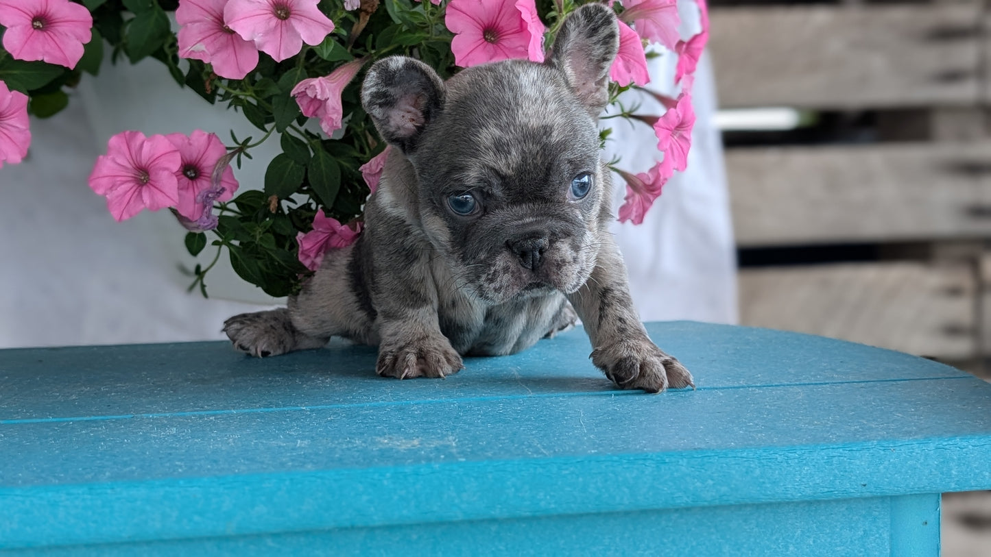 FRENCH BULLDOG (06/30) FEMALE