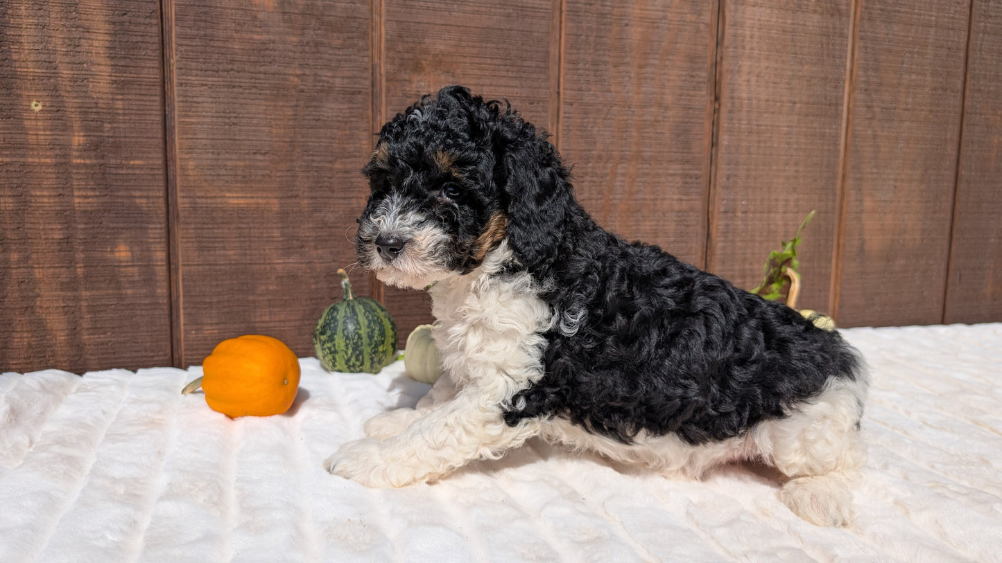 MINI BERNEDOODLE (08/06) FEMALE