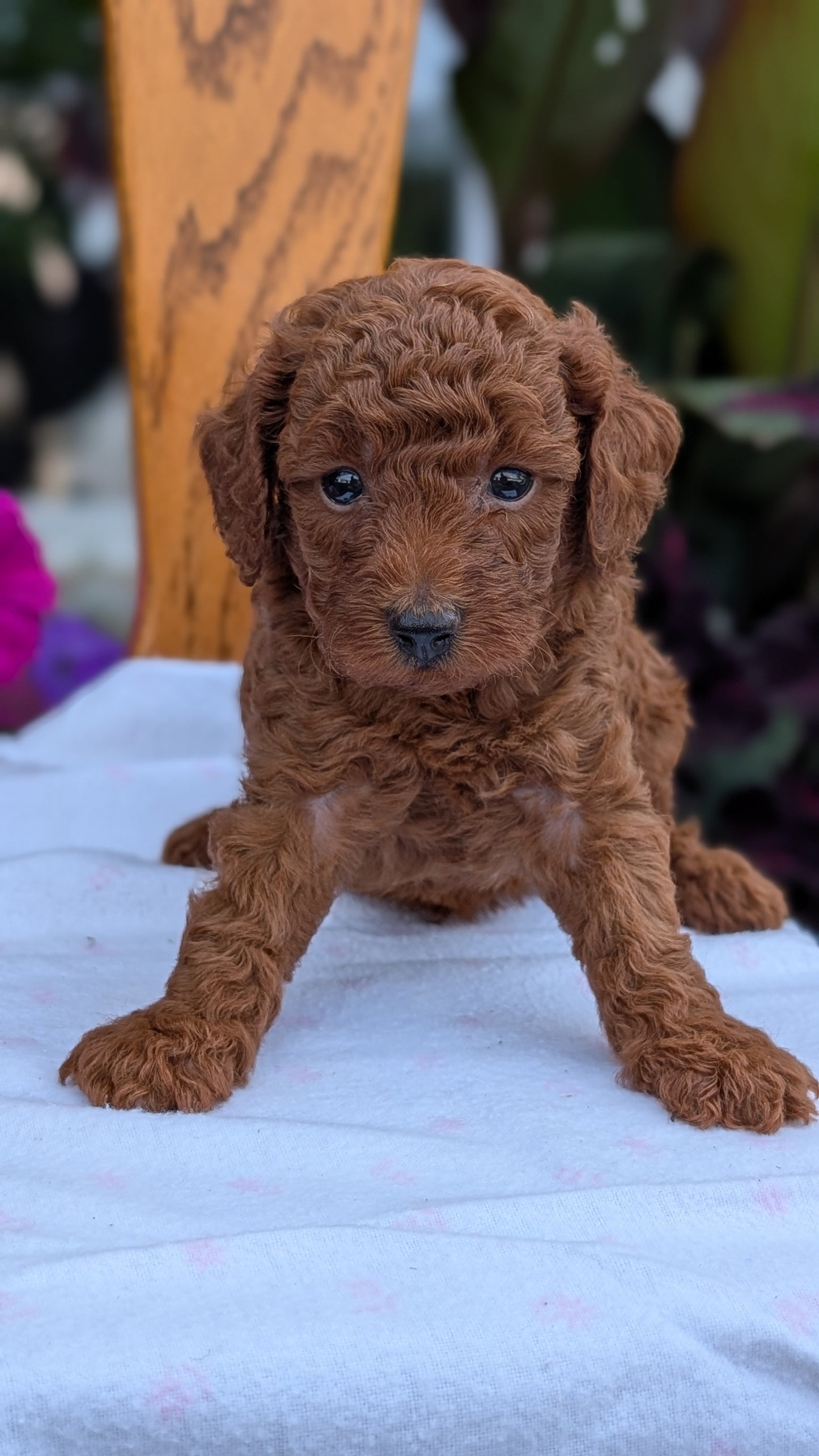 TOY POODLE (JUN 17) MALES
