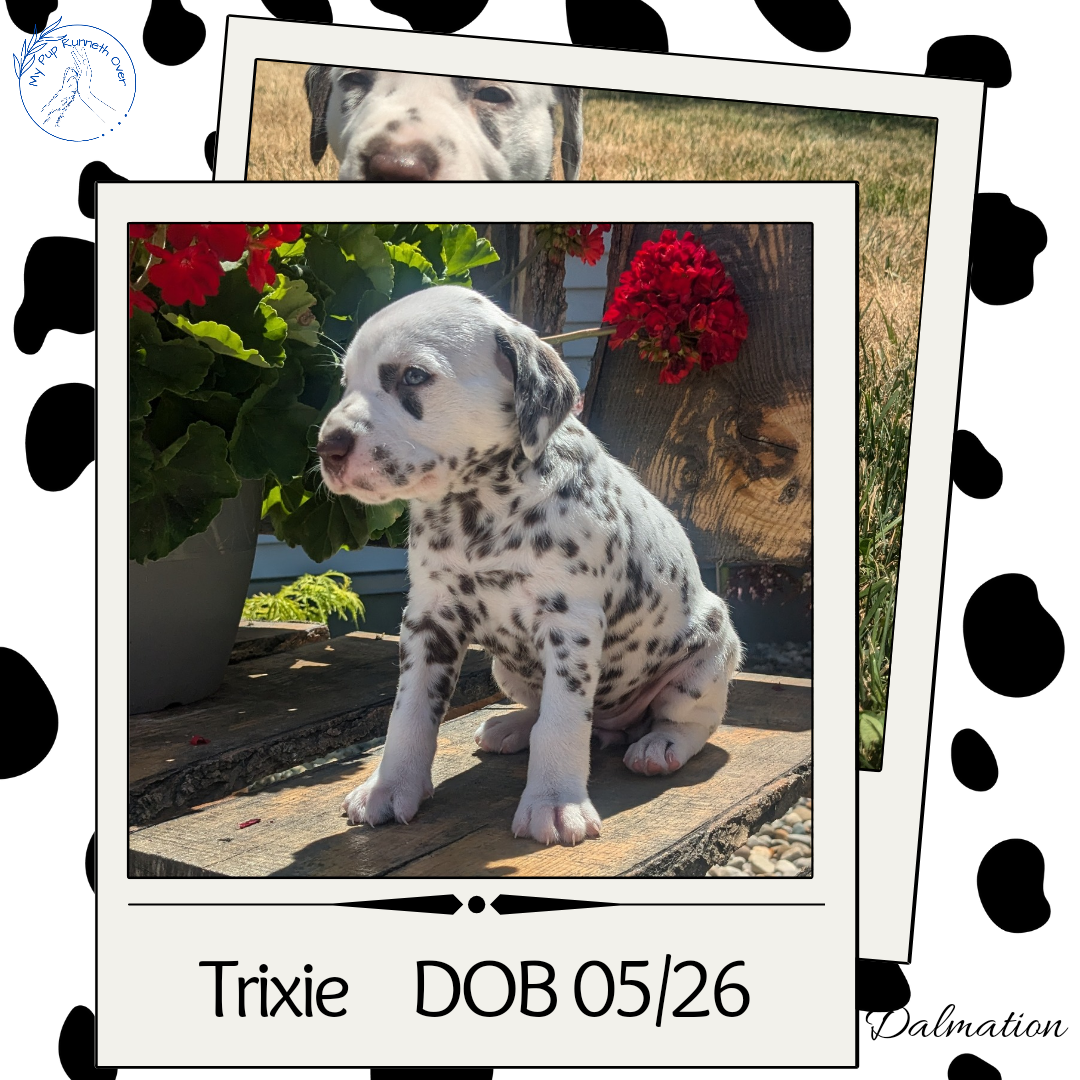 DALMATIAN (05/26) FEMALE