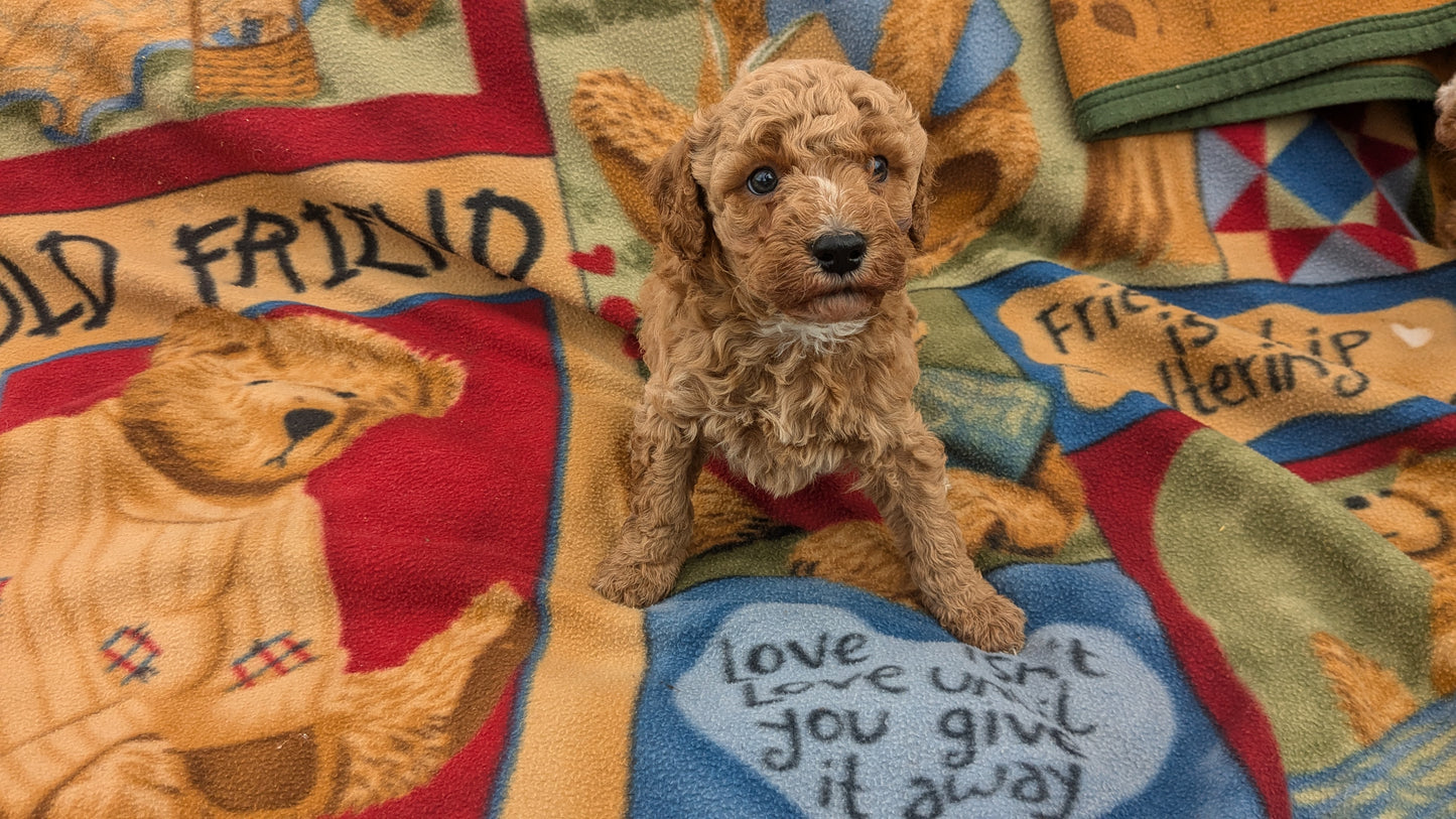 MINI POODLE (09/27) MALE