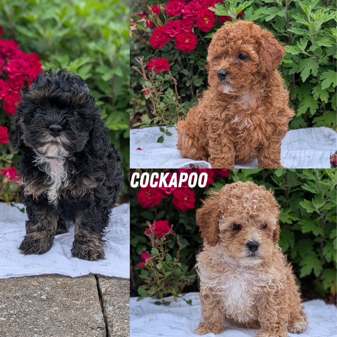 COCKAPOO (04/29) FEMALE