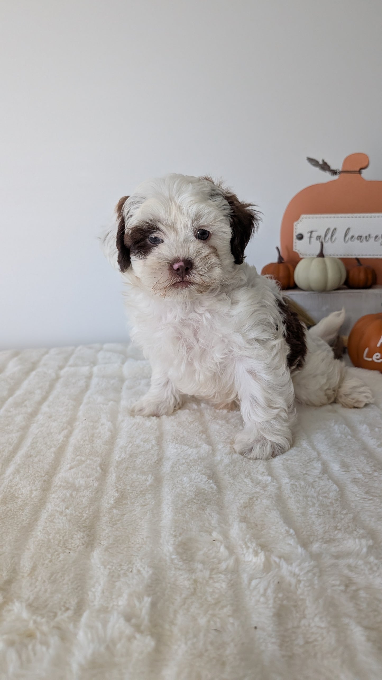 SHIHPOO (07/26) MALE