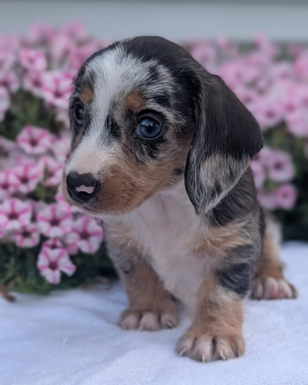 MINI DACHSHUND (JUN 04) FEMALES