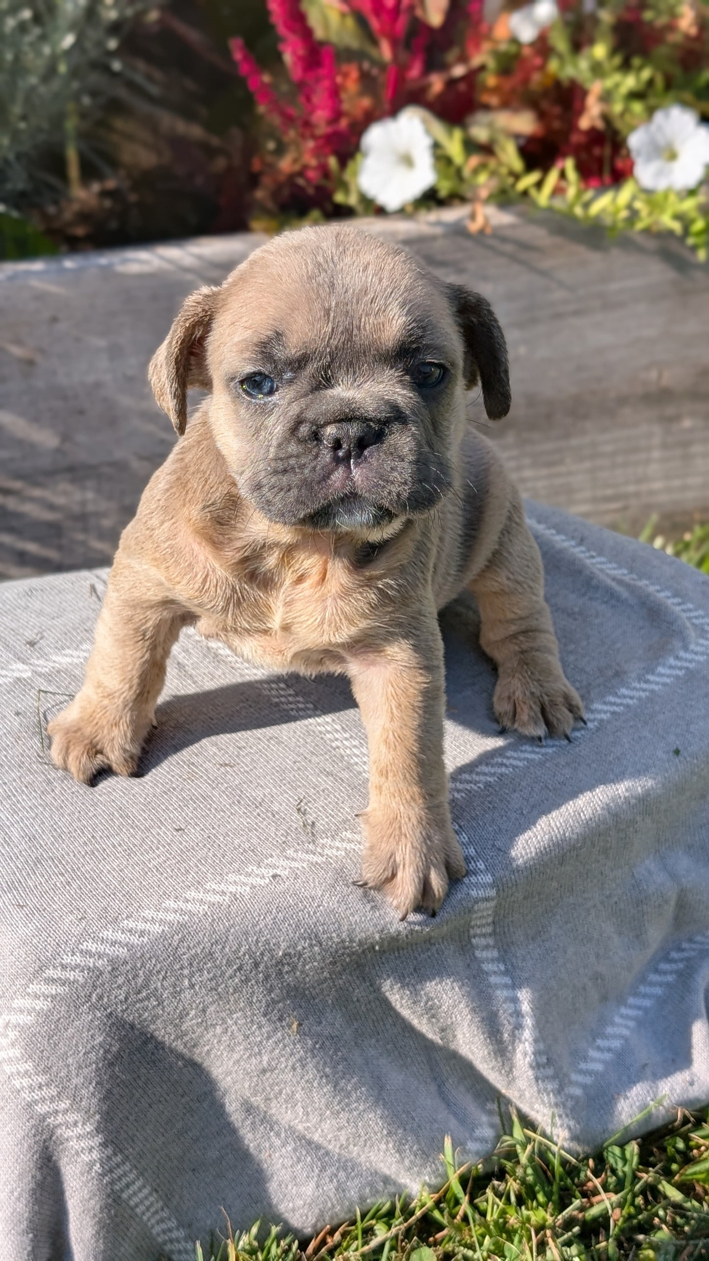 FRENCH BULLDOG (07/03) FEMALE