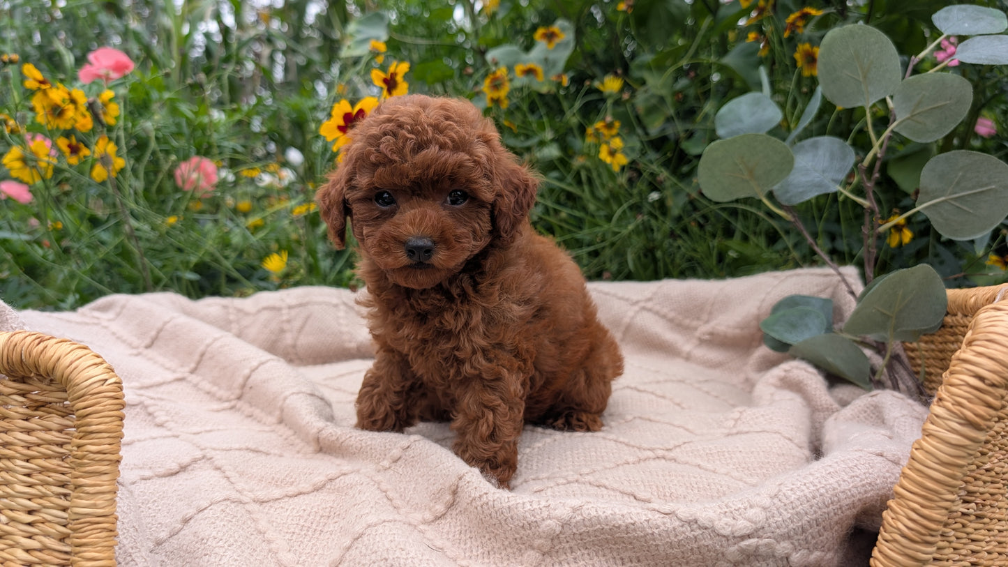 TOY POODLE (07/01) FEMALE