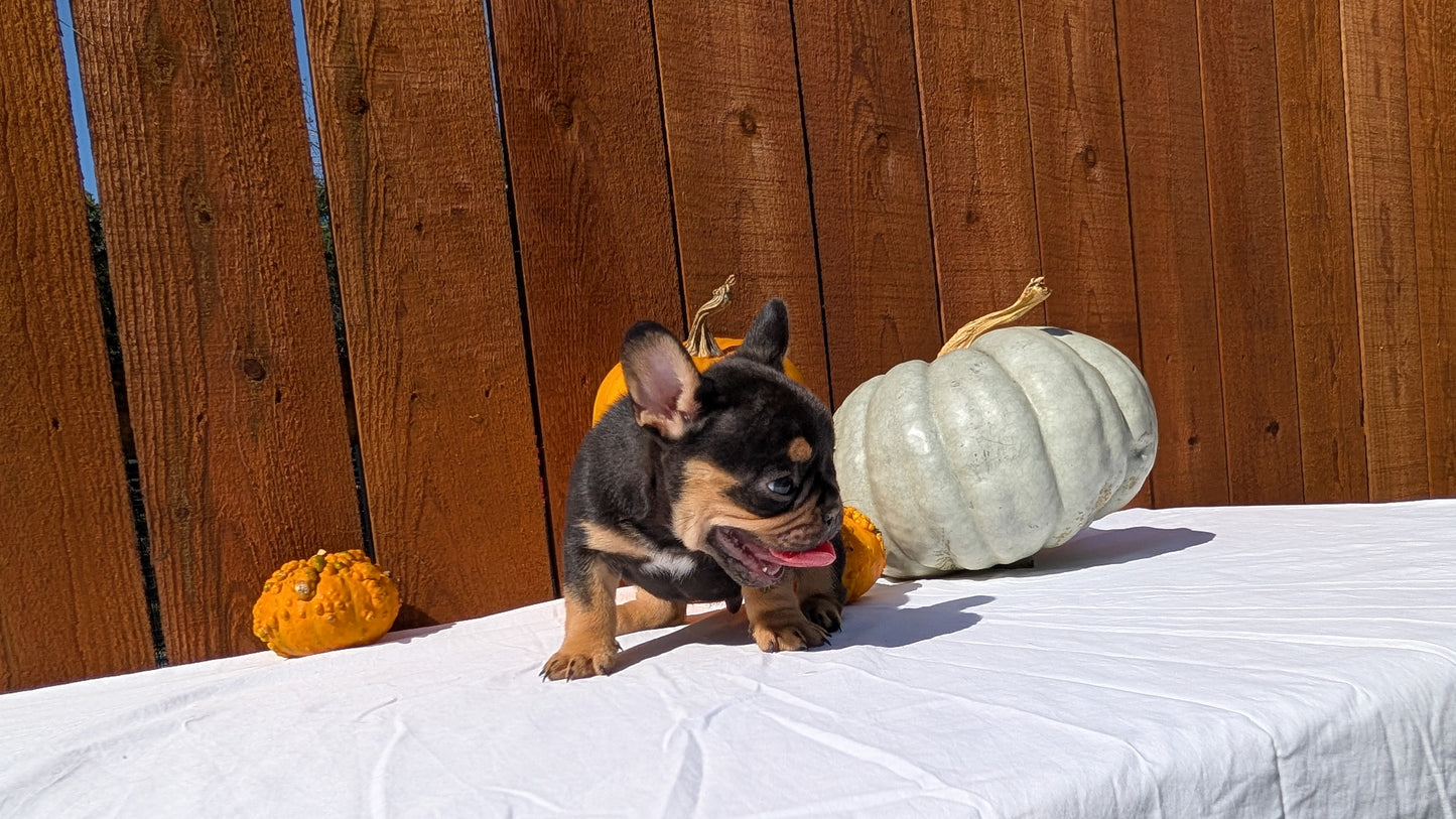 FRENCH BULLDOG (08/12) MALE