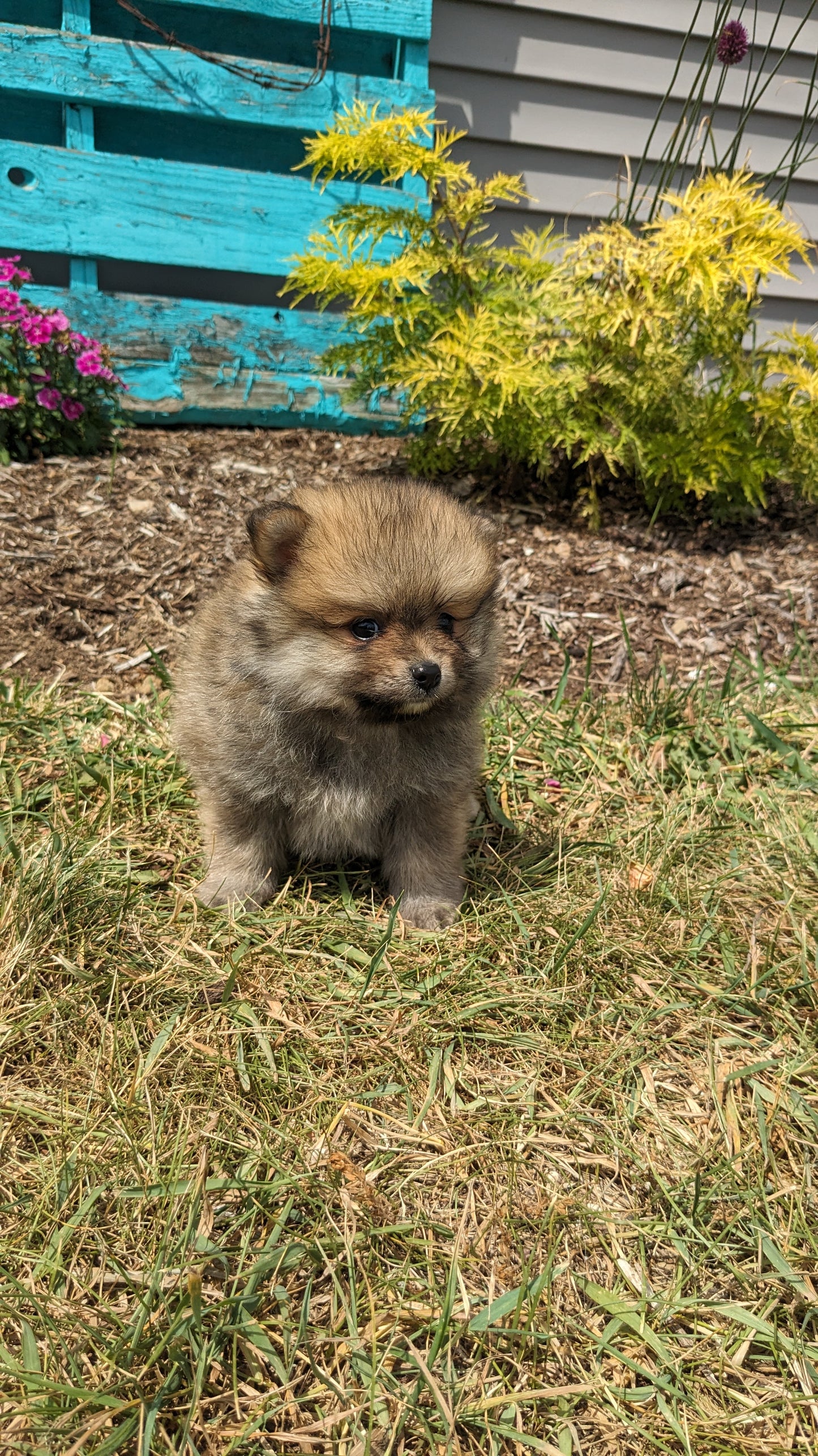 POMERANIAN (05/02) MALE